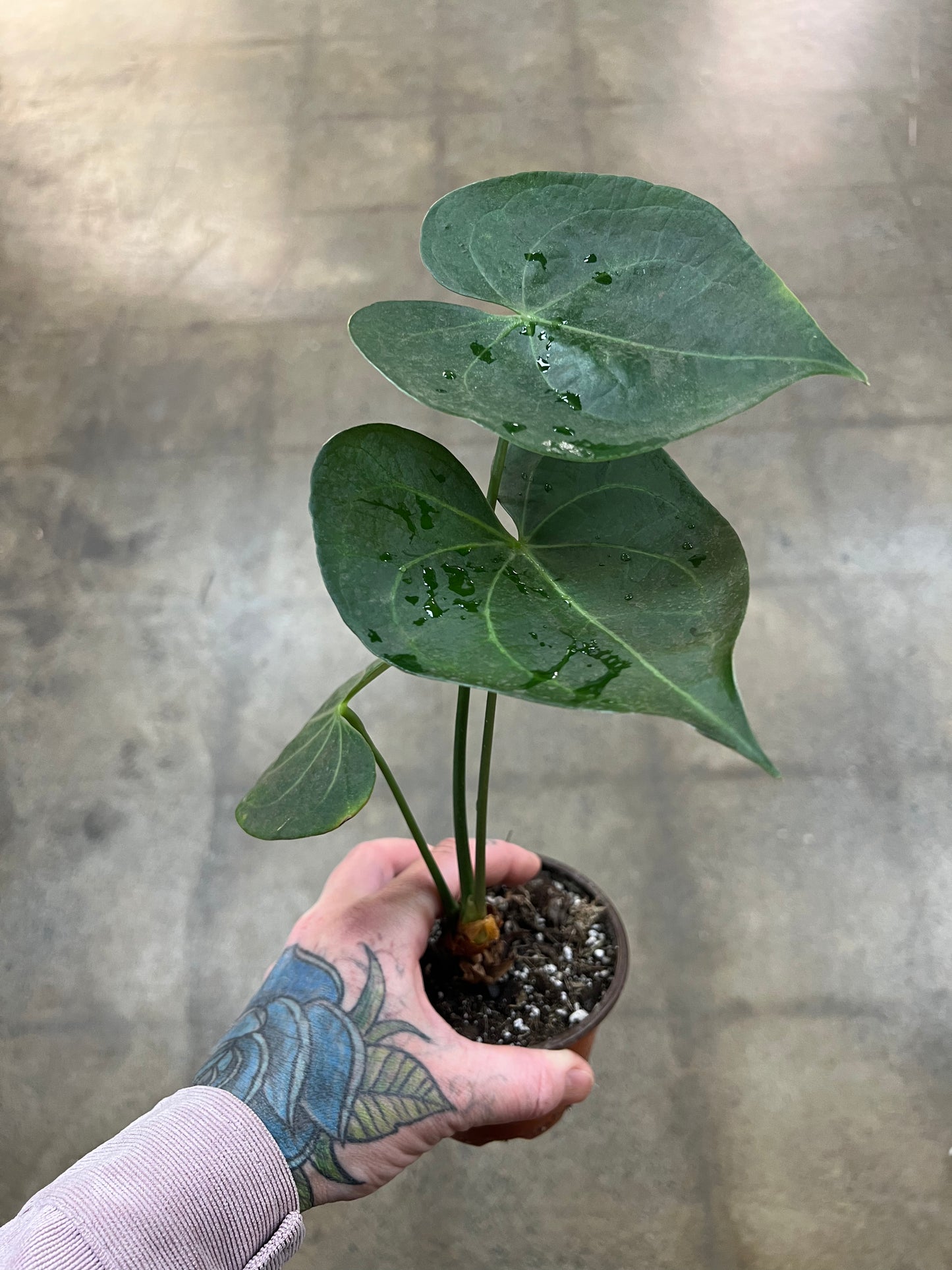 Anthurium Ptérodactyle