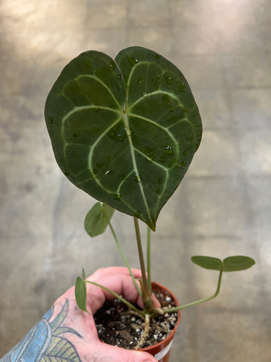 Anthurium Clarinervium