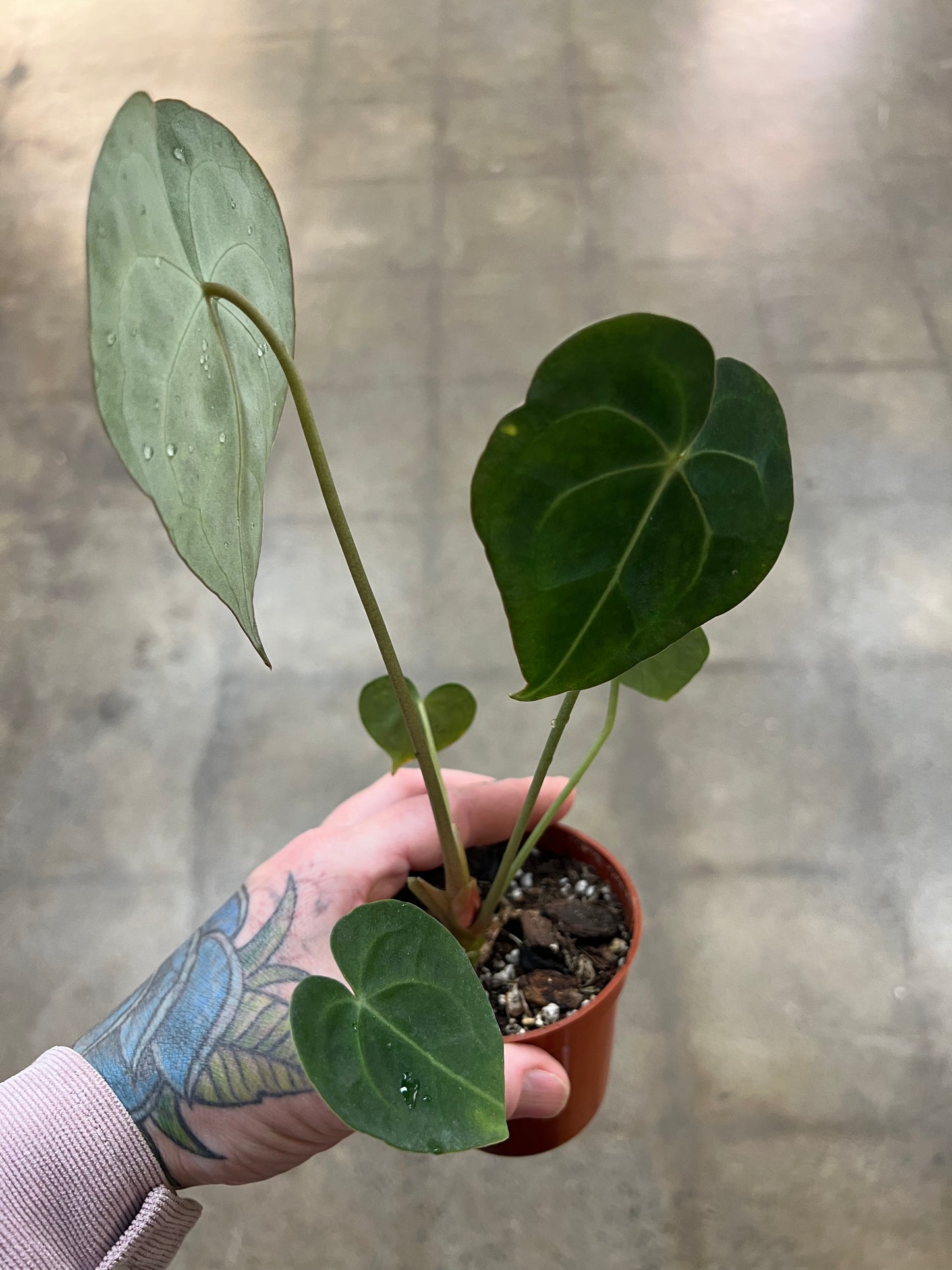 Anthurium Clarinervium