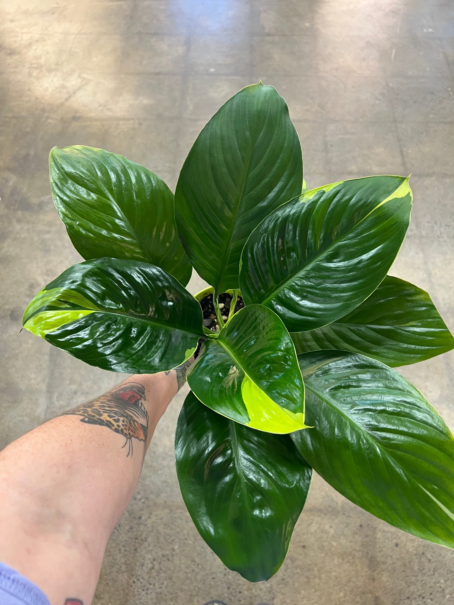 Spathiphyllum Delhi Neon