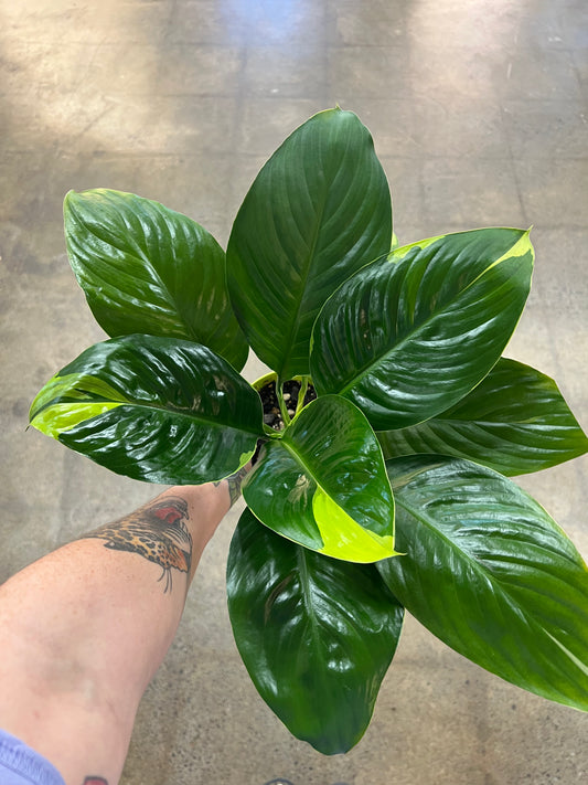 Spathiphyllum Delhi Neon