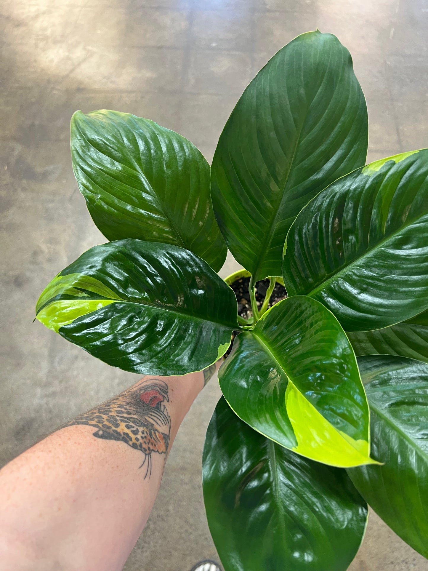 Spathiphyllum Delhi Neon