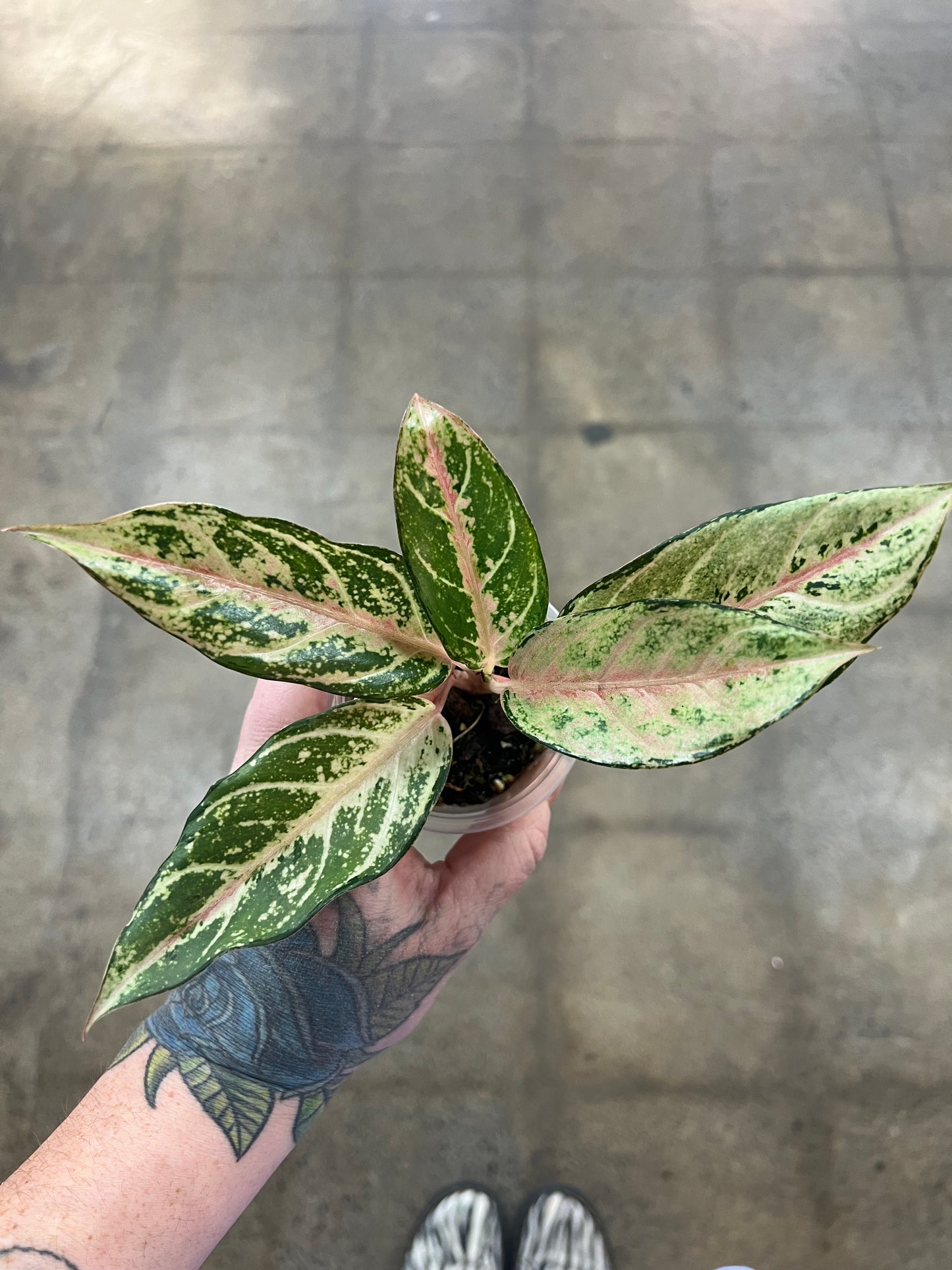 Aglaonema Lucky