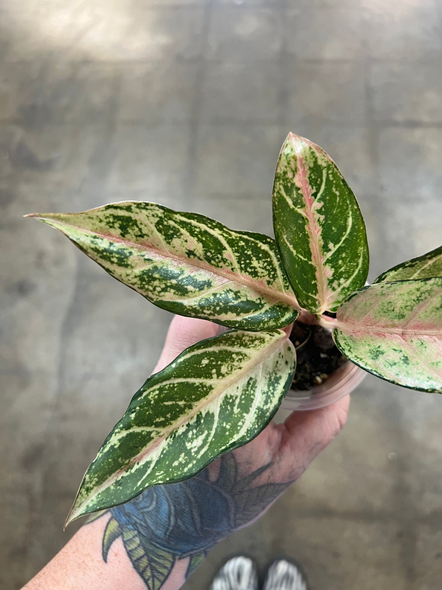 Aglaonema Lucky