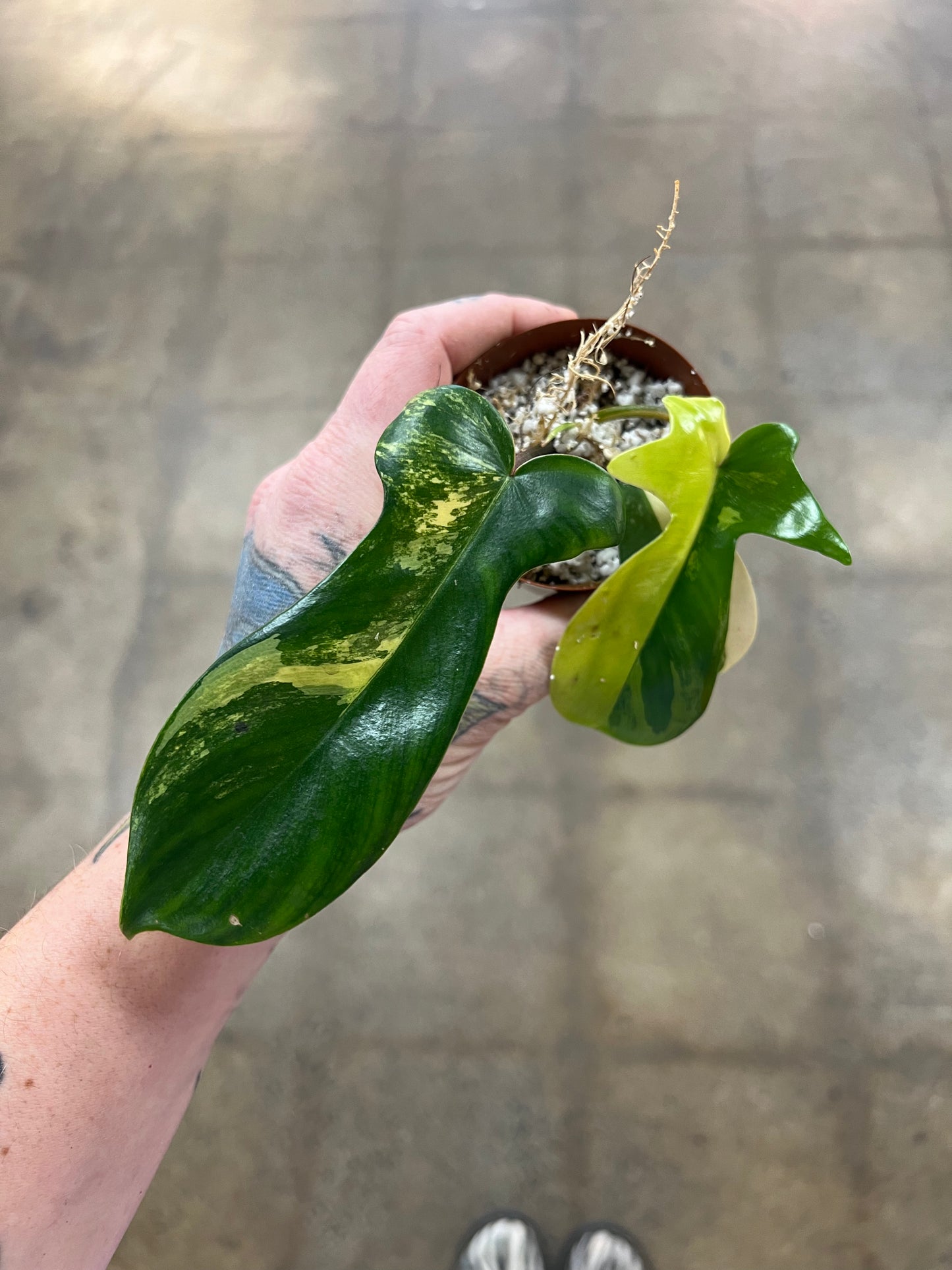 Philodendron Kitina Variegated
