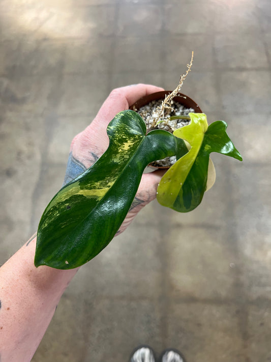 Philodendron Kitina Variegated
