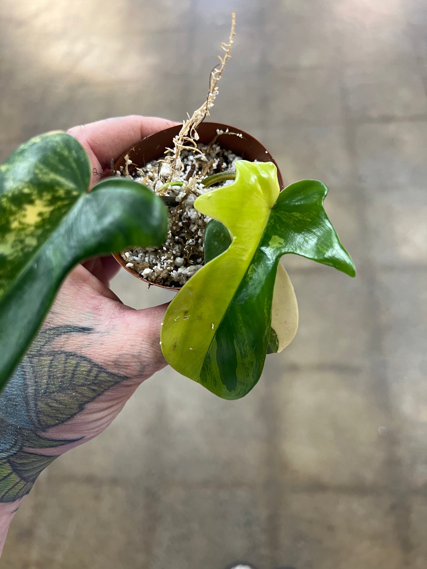 Philodendron Kitina Variegated