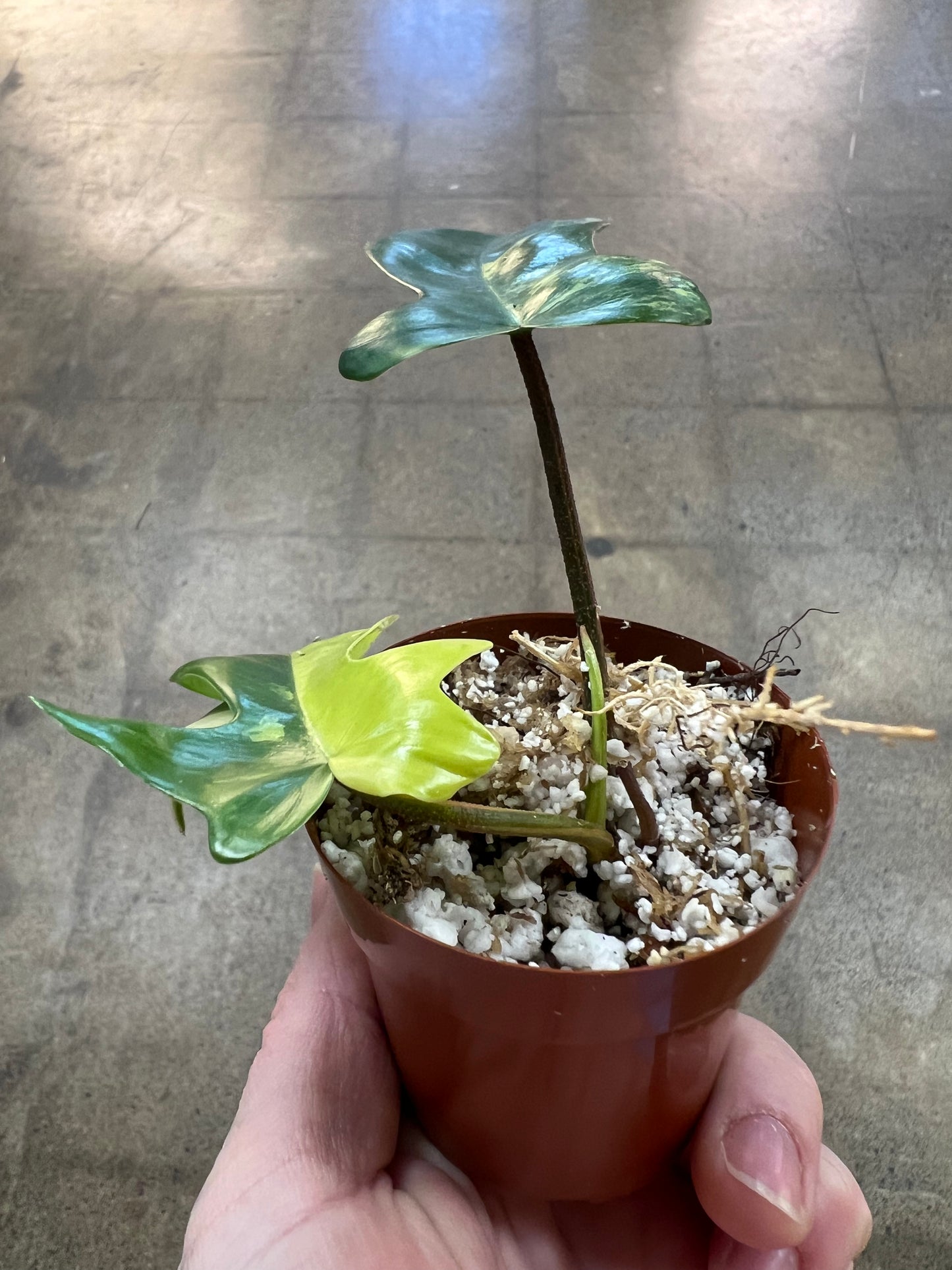 Philodendron Kitina Variegated
