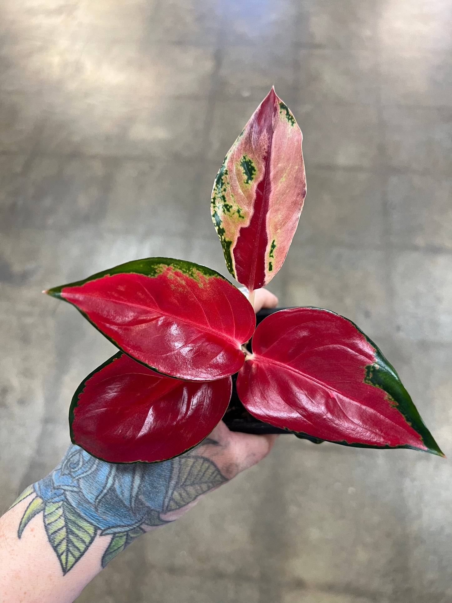 Aglaonema Suksom Jaipong