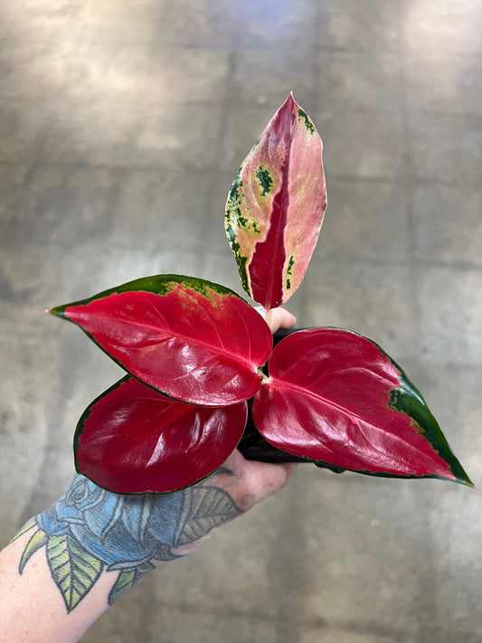 Aglaonema Suksom Jaipong