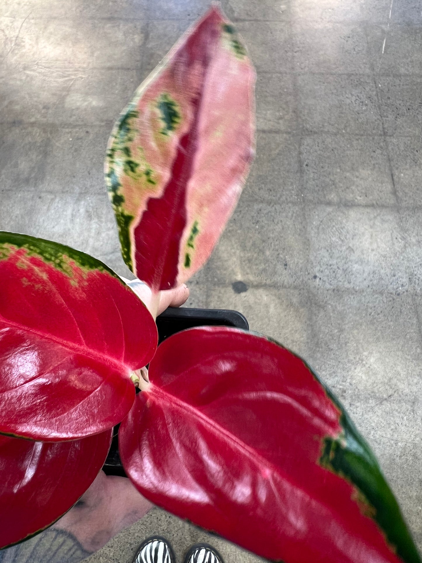 Aglaonema Suksom Jaipong