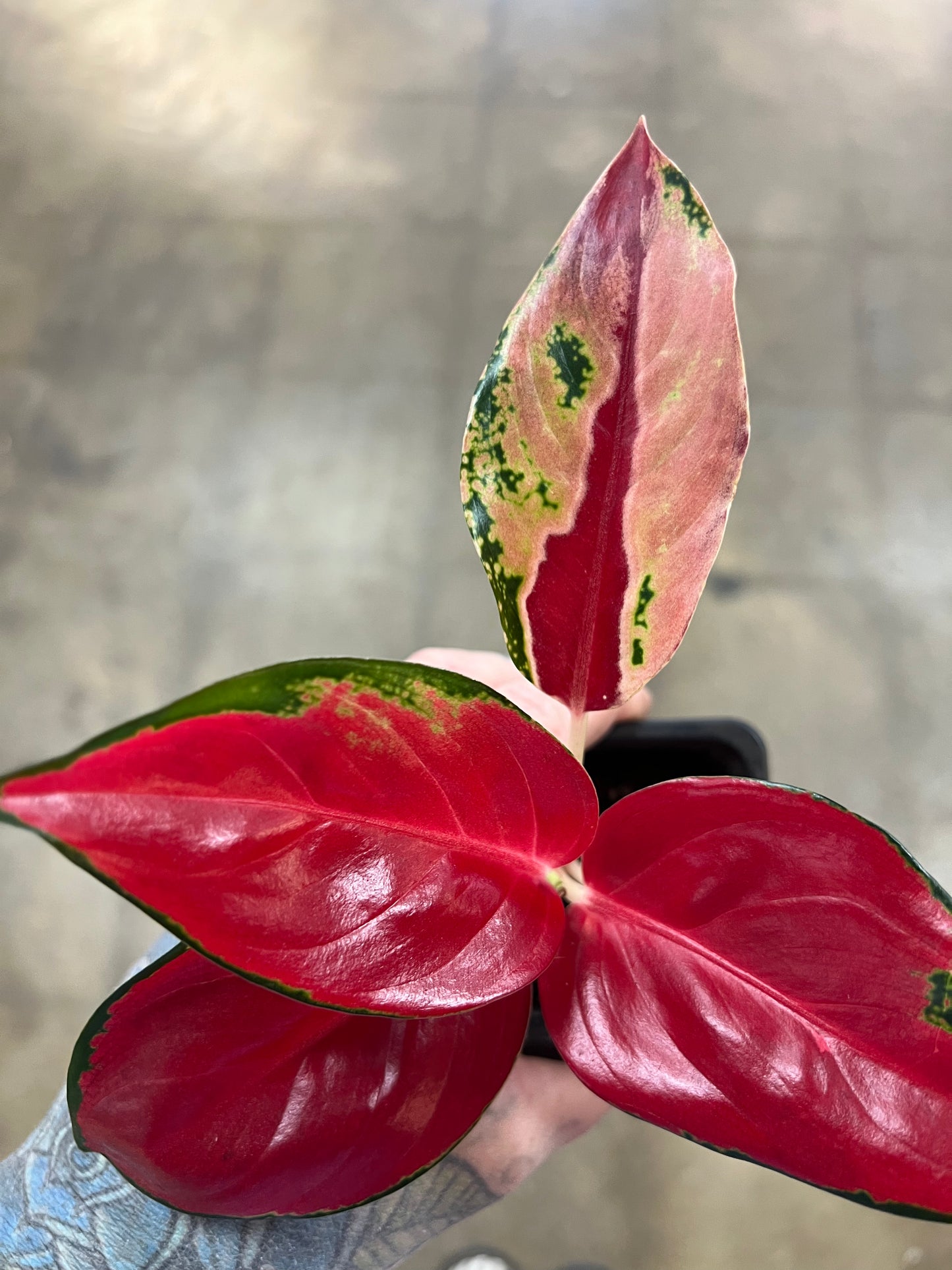 Aglaonema Suksom Jaipong