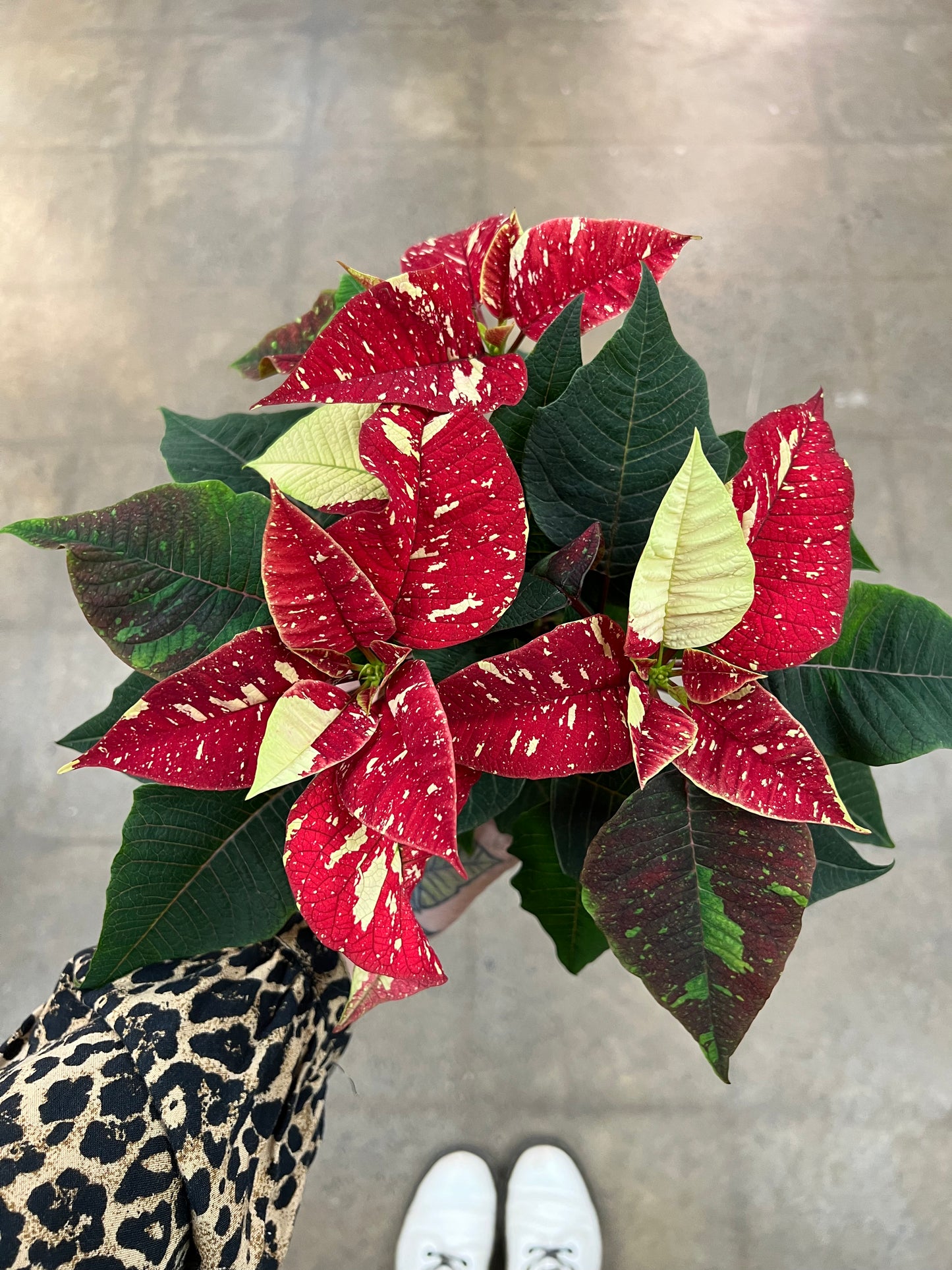 Poinsettia