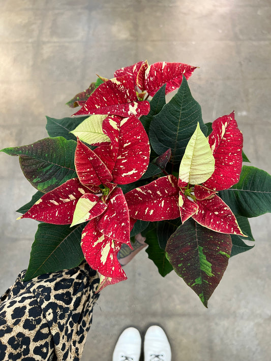 Poinsettia