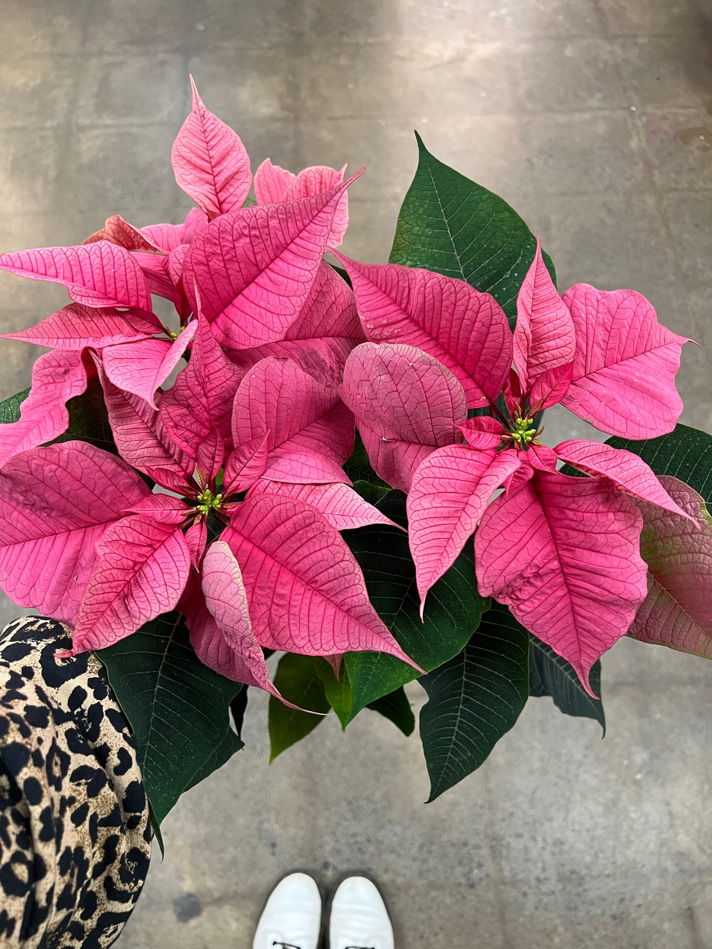 Poinsettia Asst.