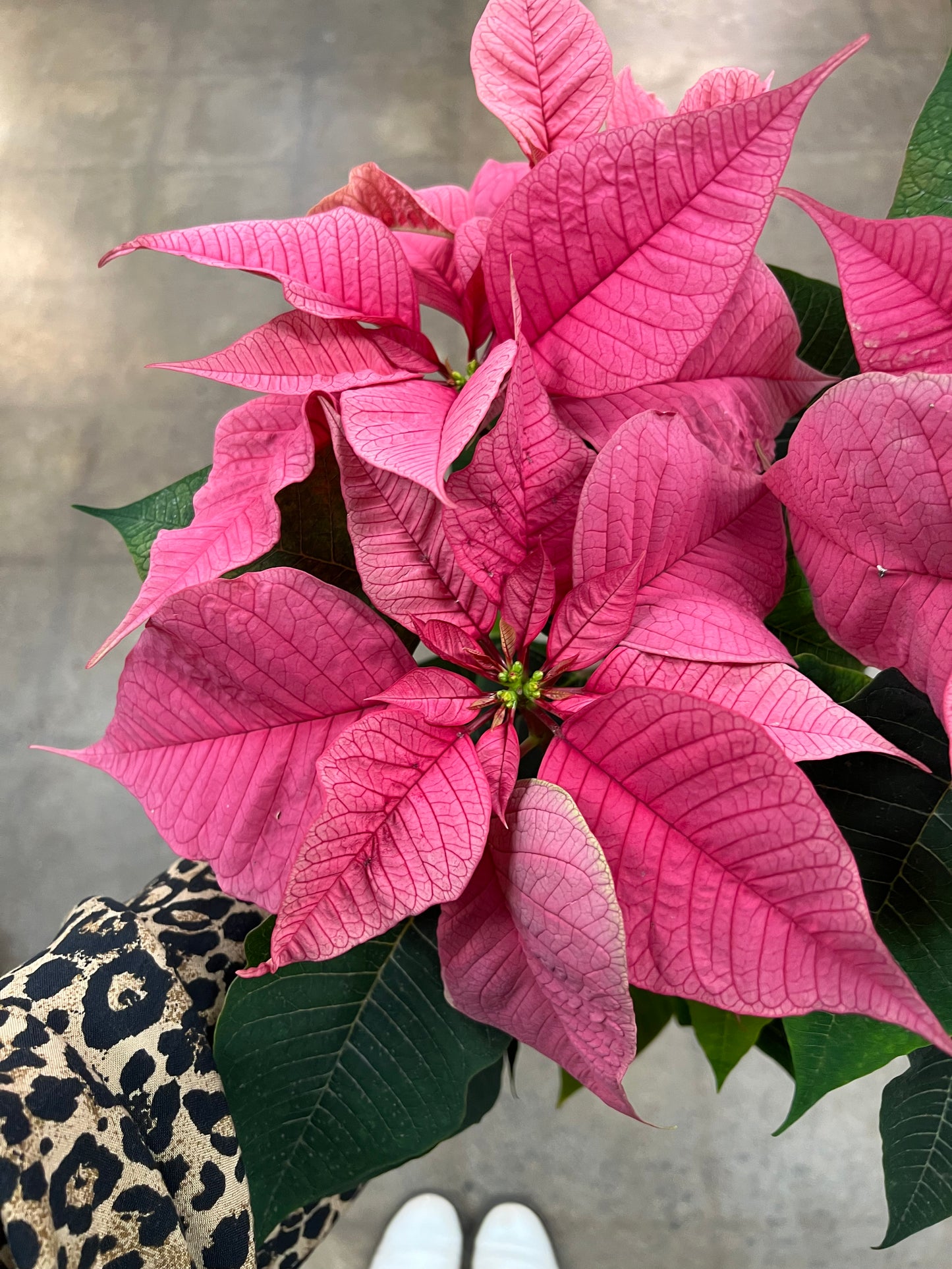 Poinsettia Asst.