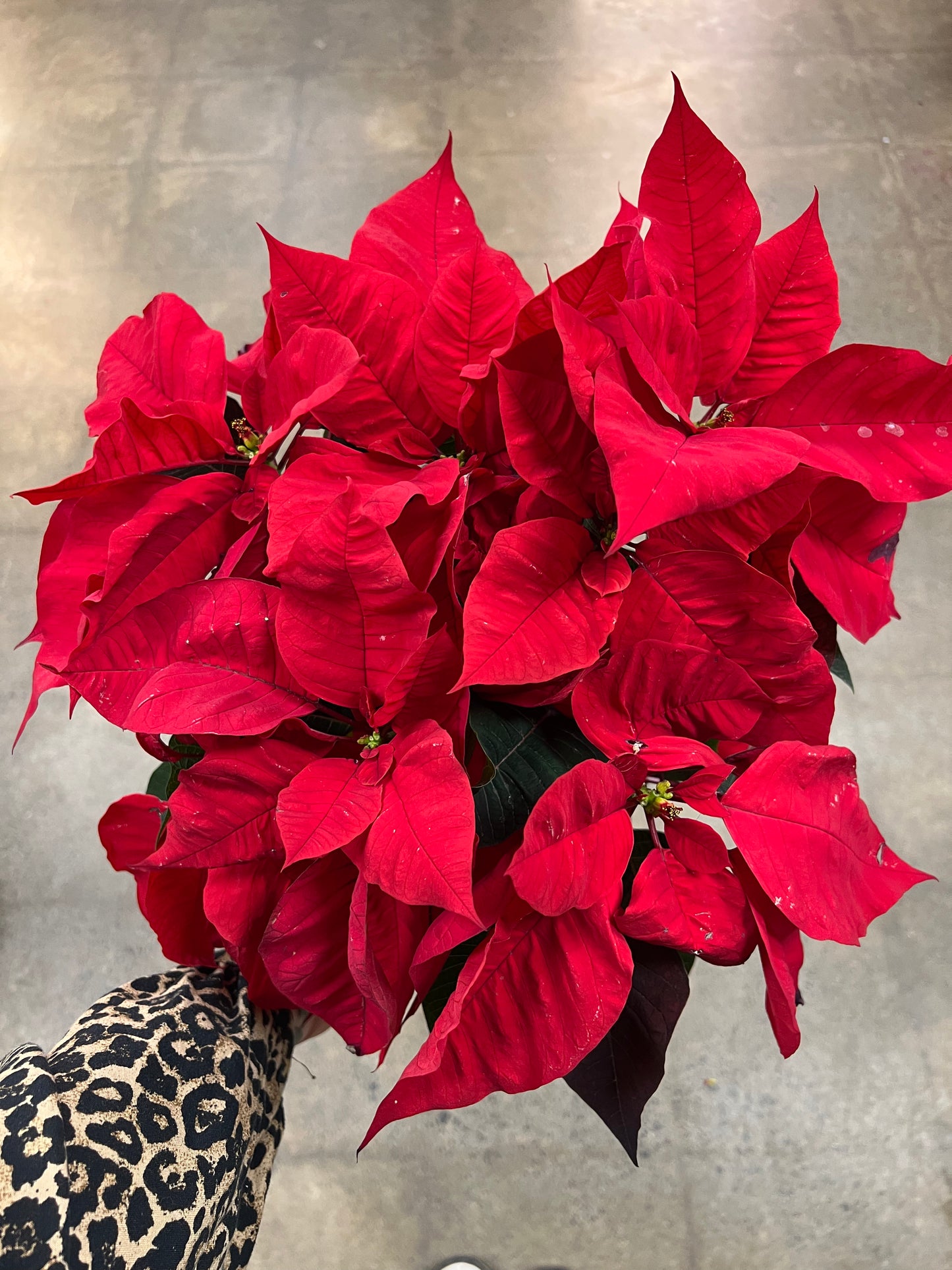 Poinsettia Asst.