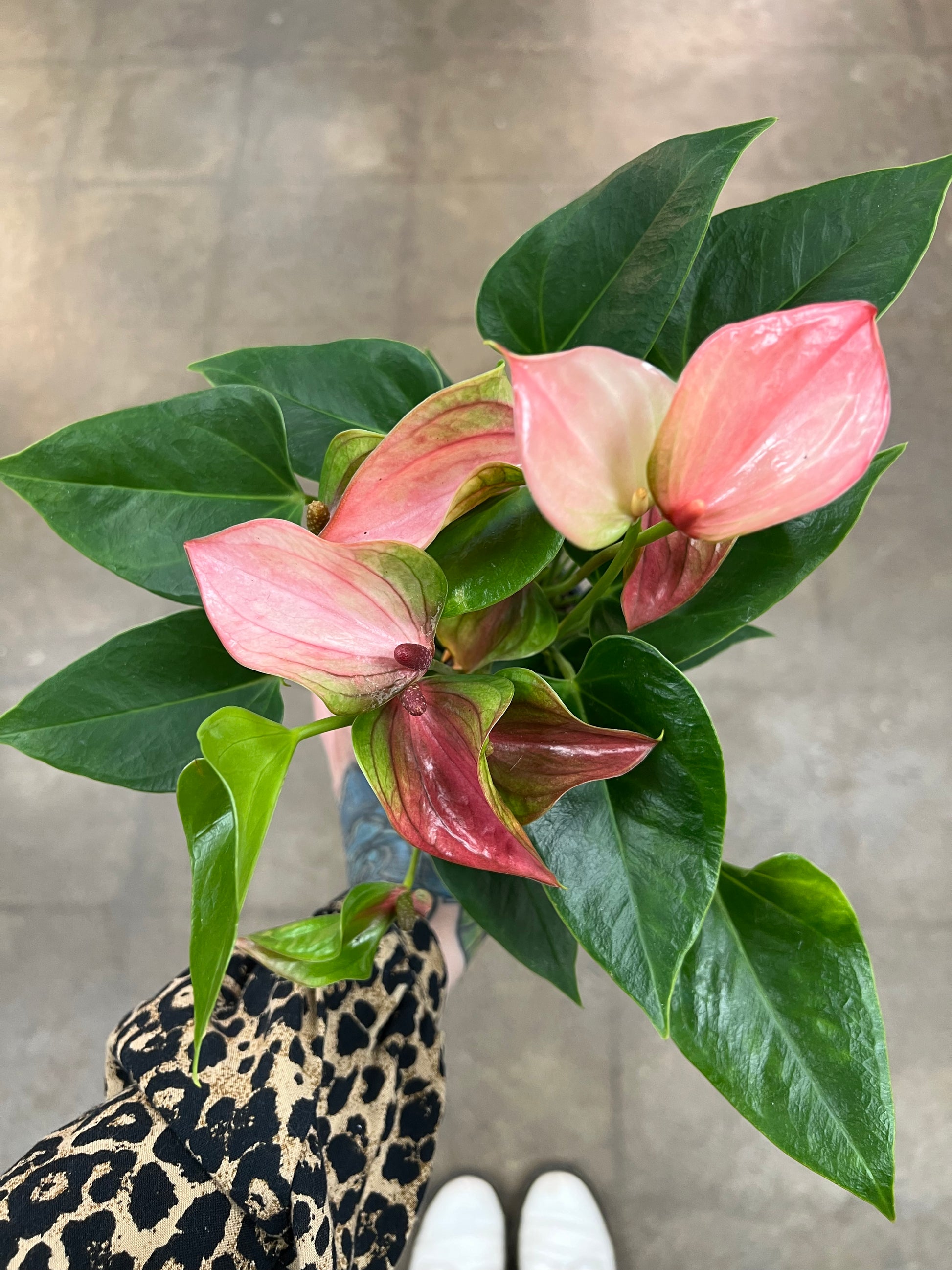 anthurium asst Anthurium Asst