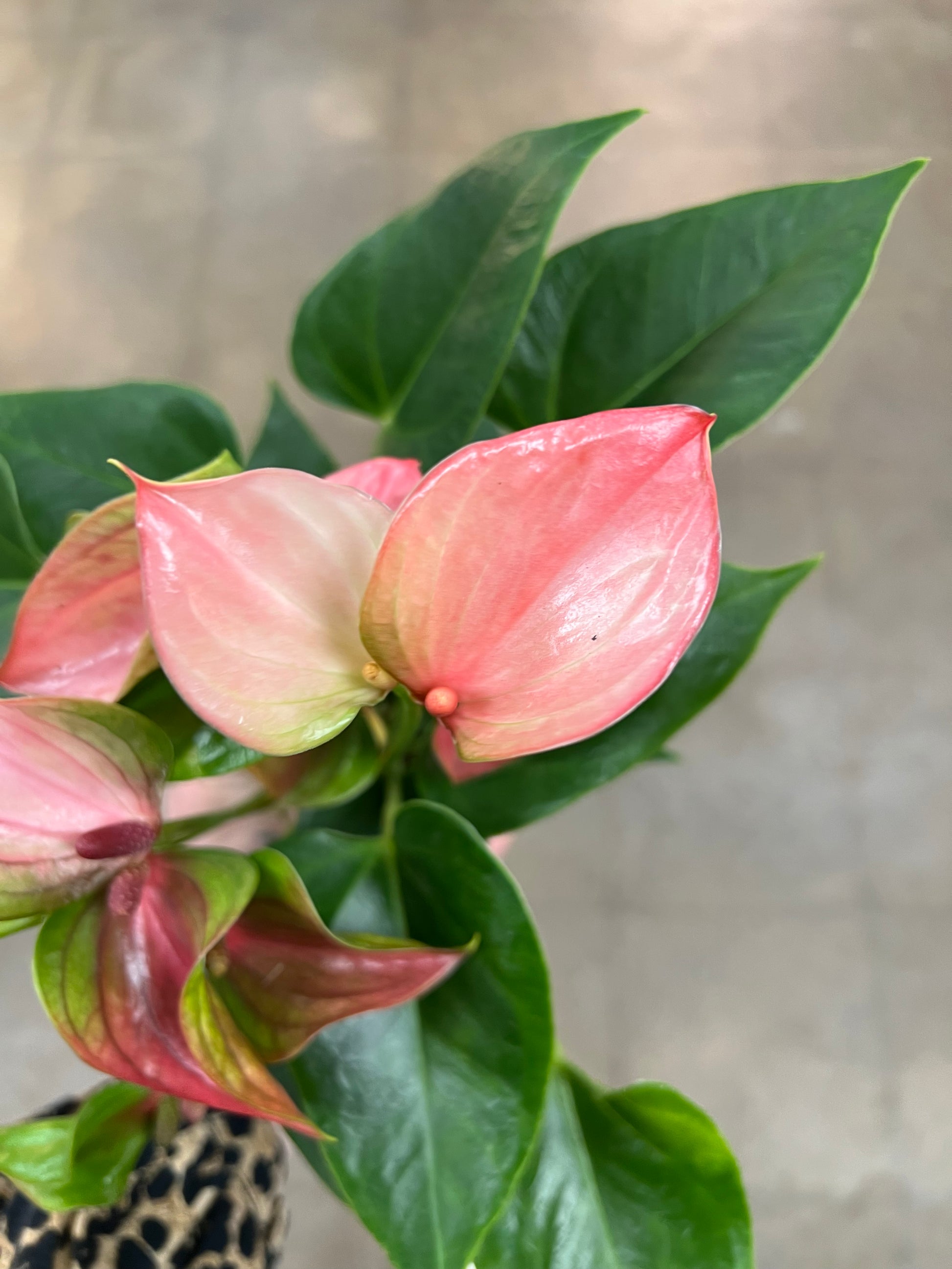 anthurium prix de vente Anthurium Asst