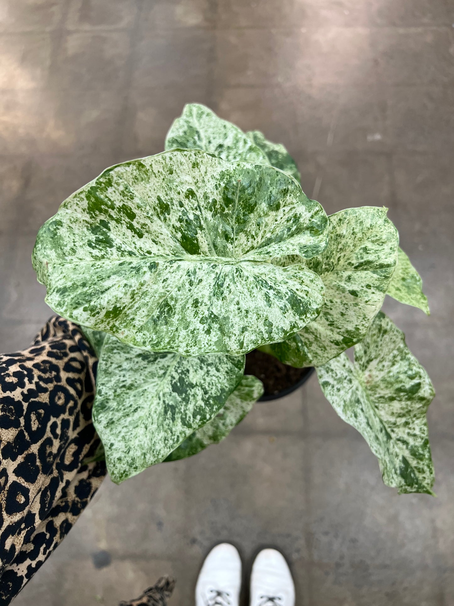Alocasia Camouflage