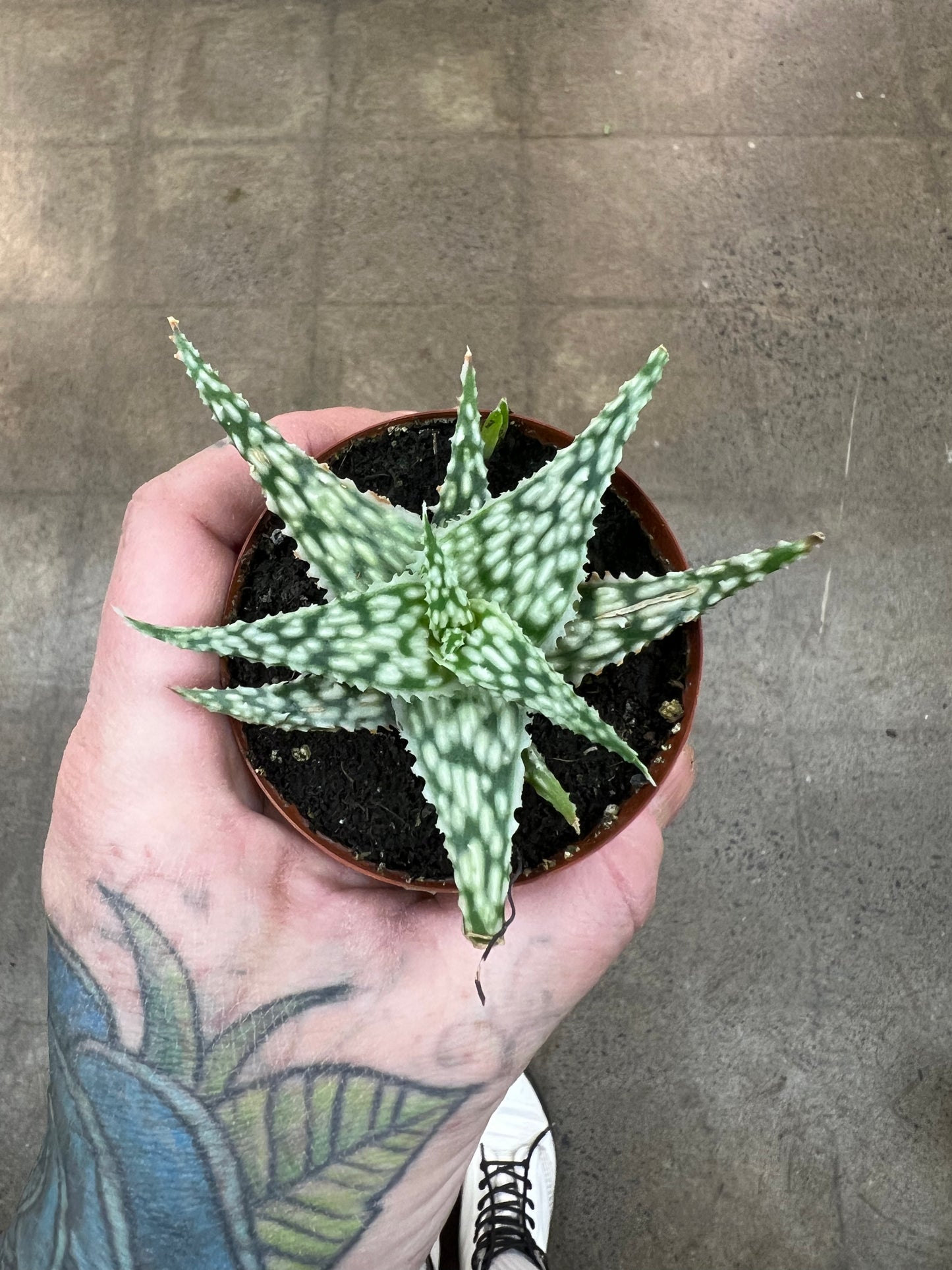 Aloe Snowflake