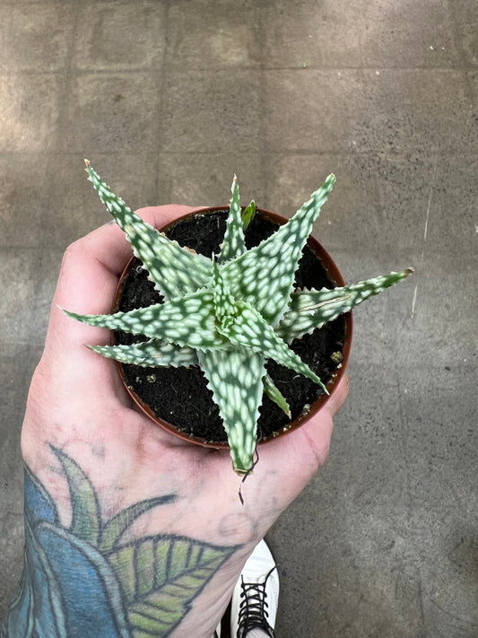 Aloe Snowflake