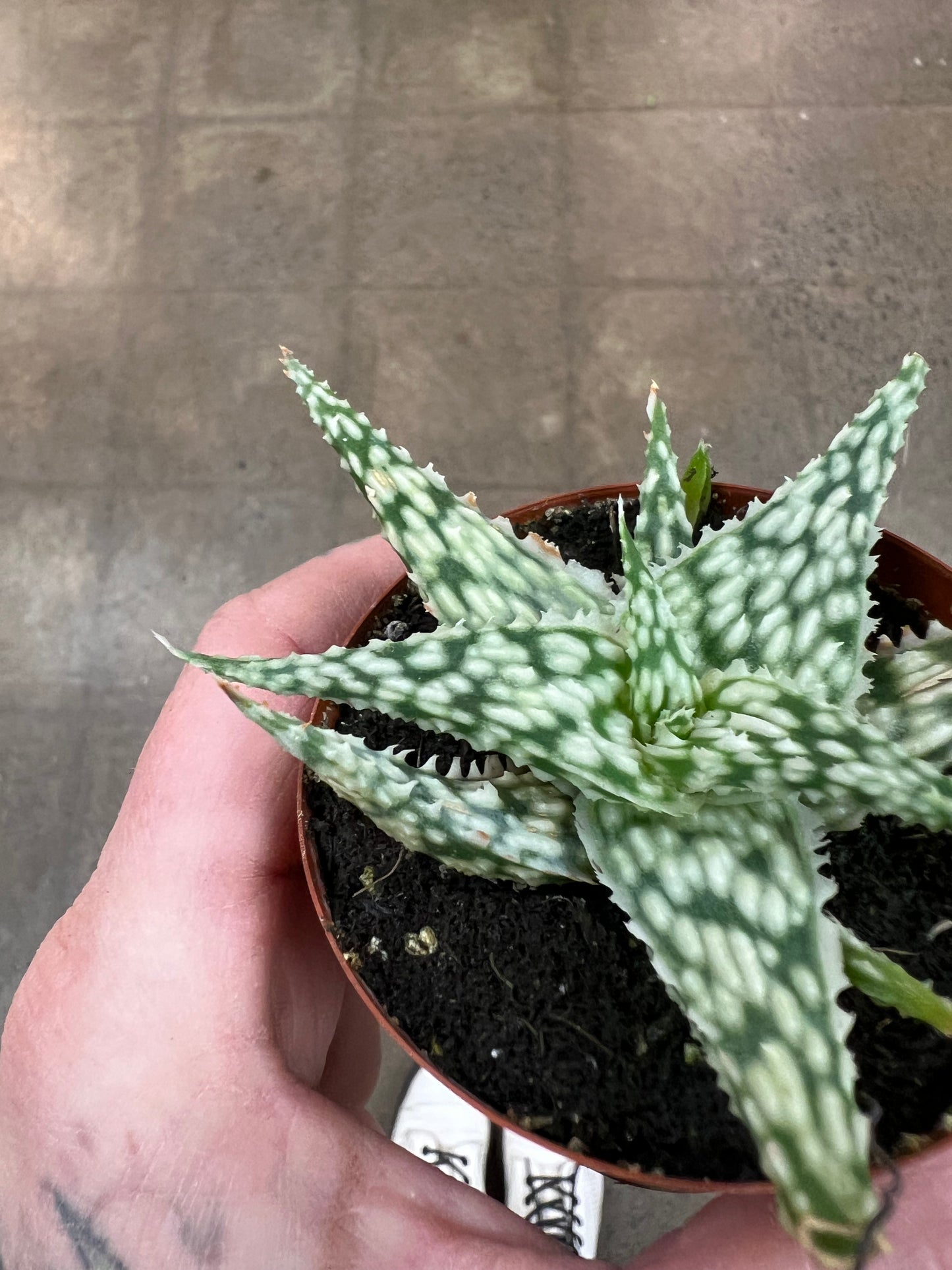 Aloe Snowflake