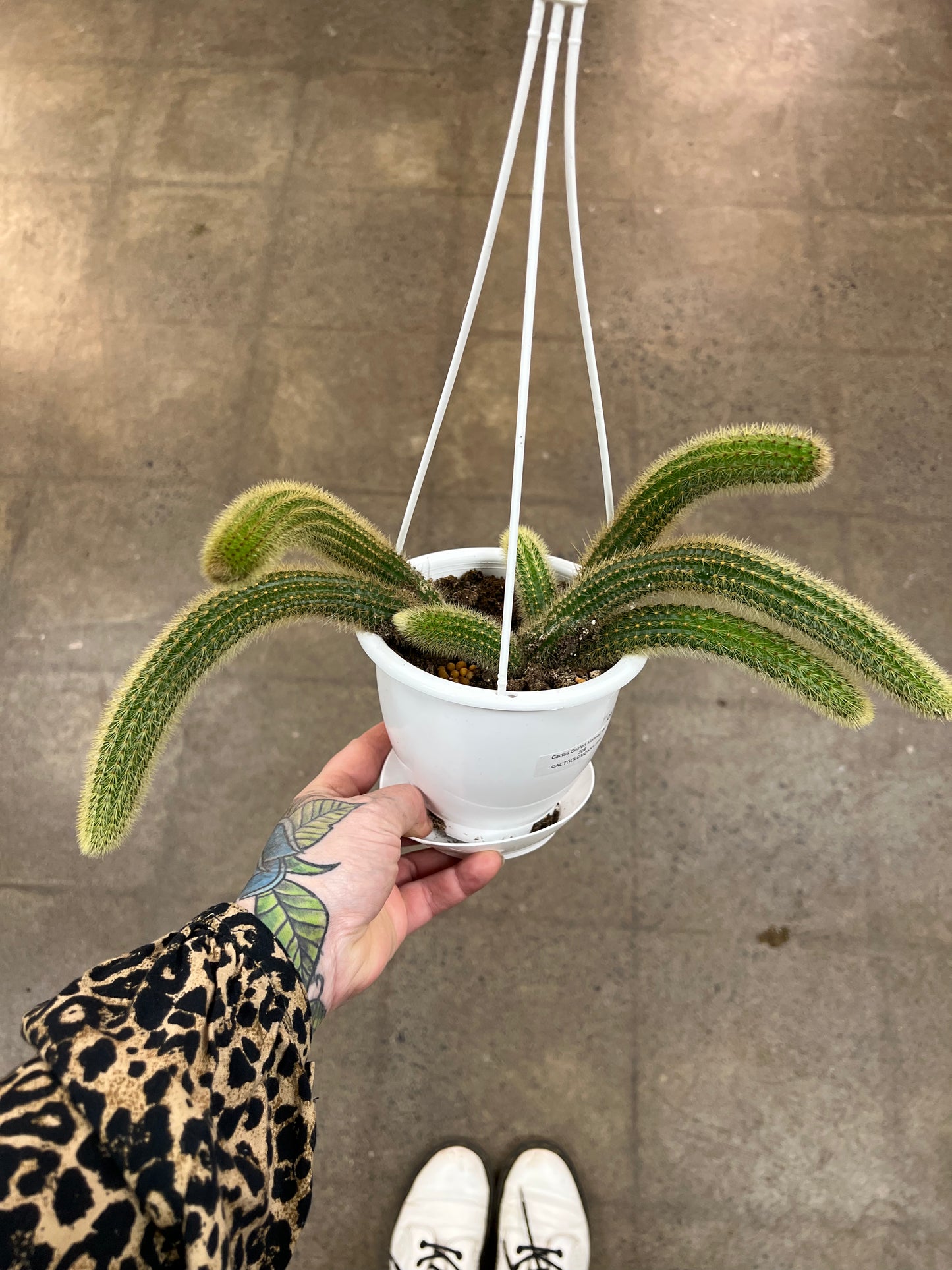 Cactus Golden Monkey Tail