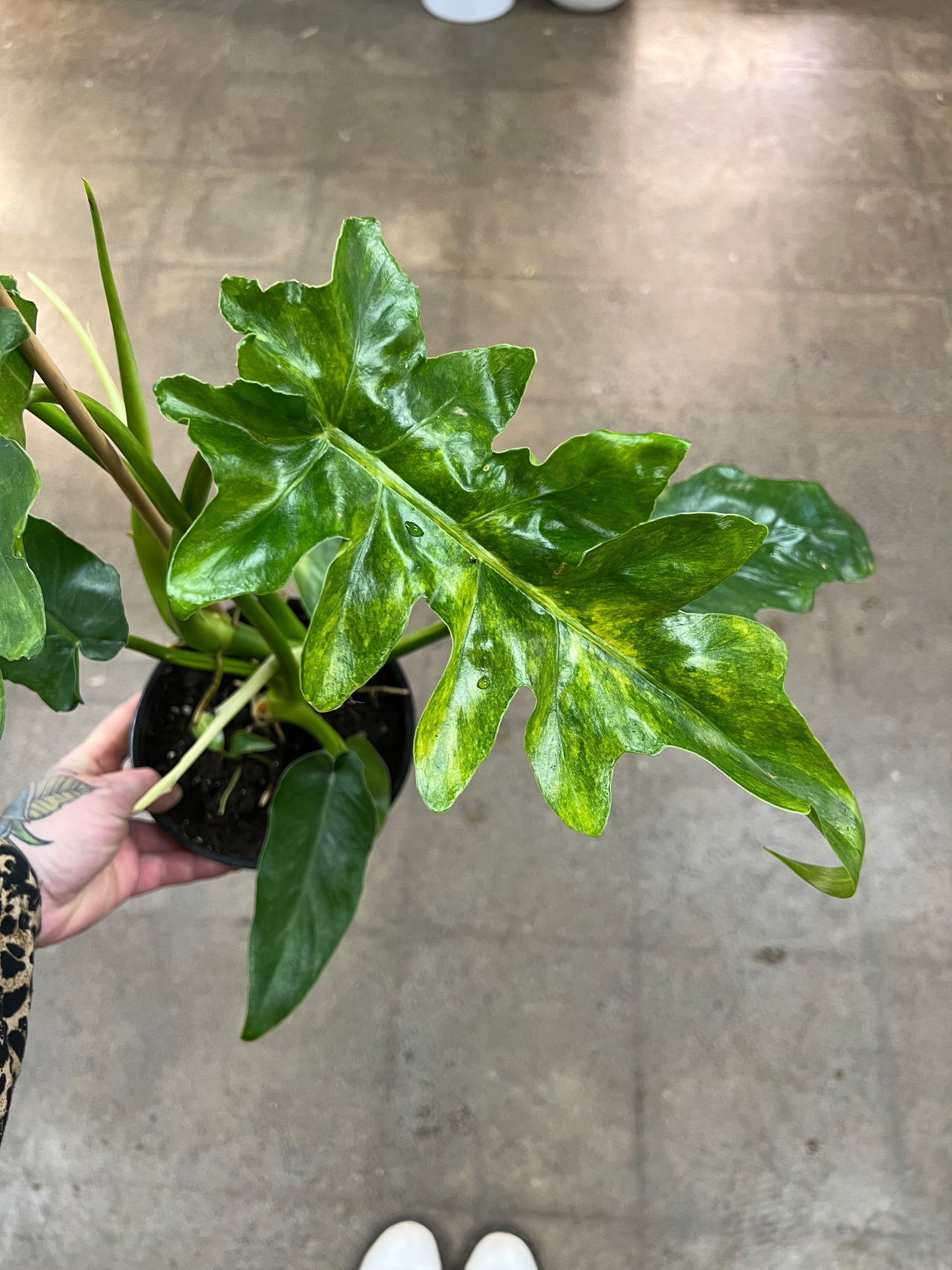 Philodendron Bob Cee Variegated