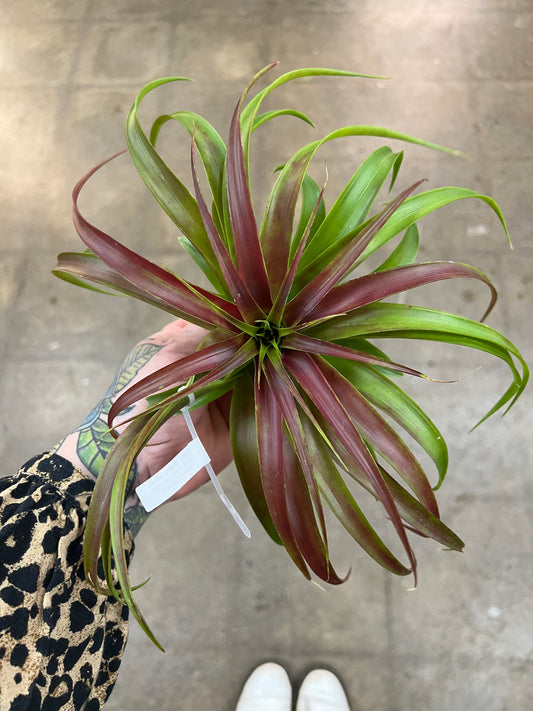 Tillandsia Brachycaluos Multiflora Burgundy