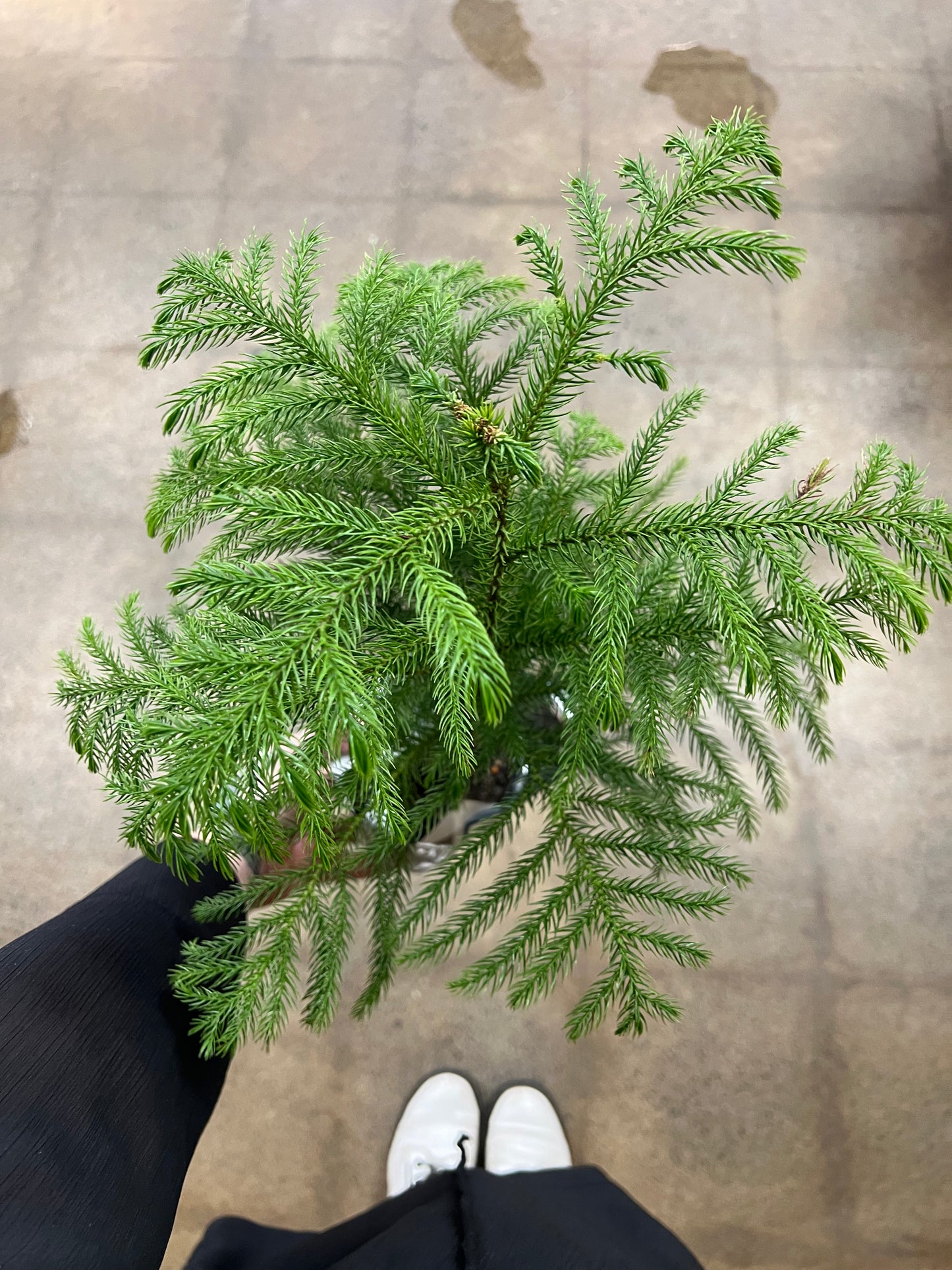 Araucaria Norfolk Pine