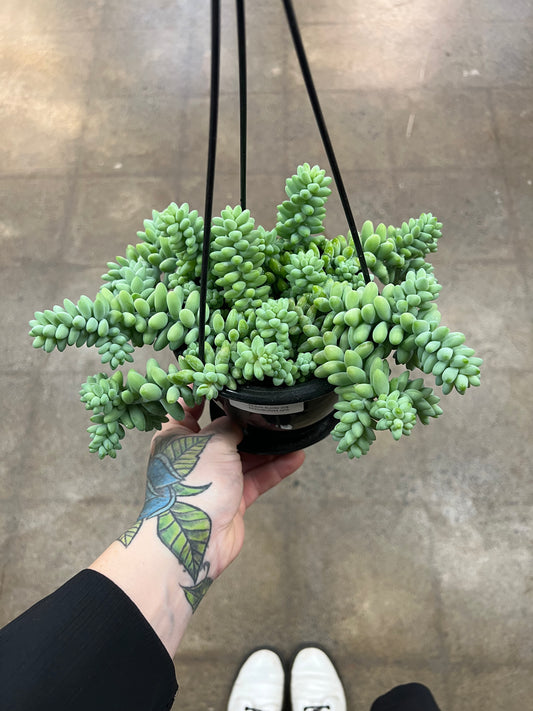 Sedum Burrito
