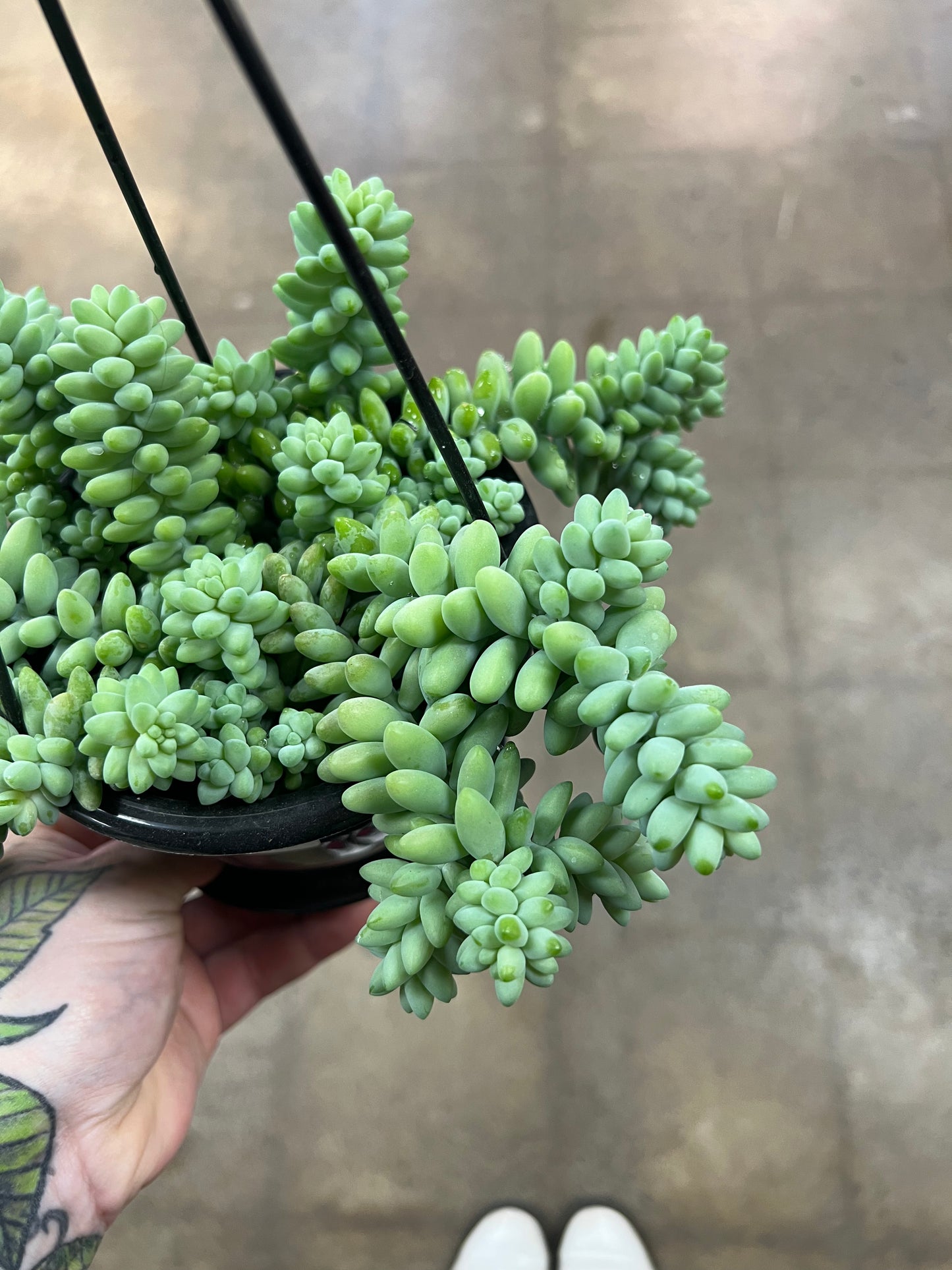 Sedum Burrito