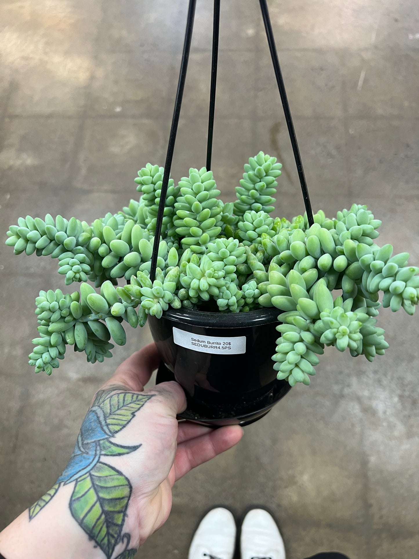 Sedum Burrito