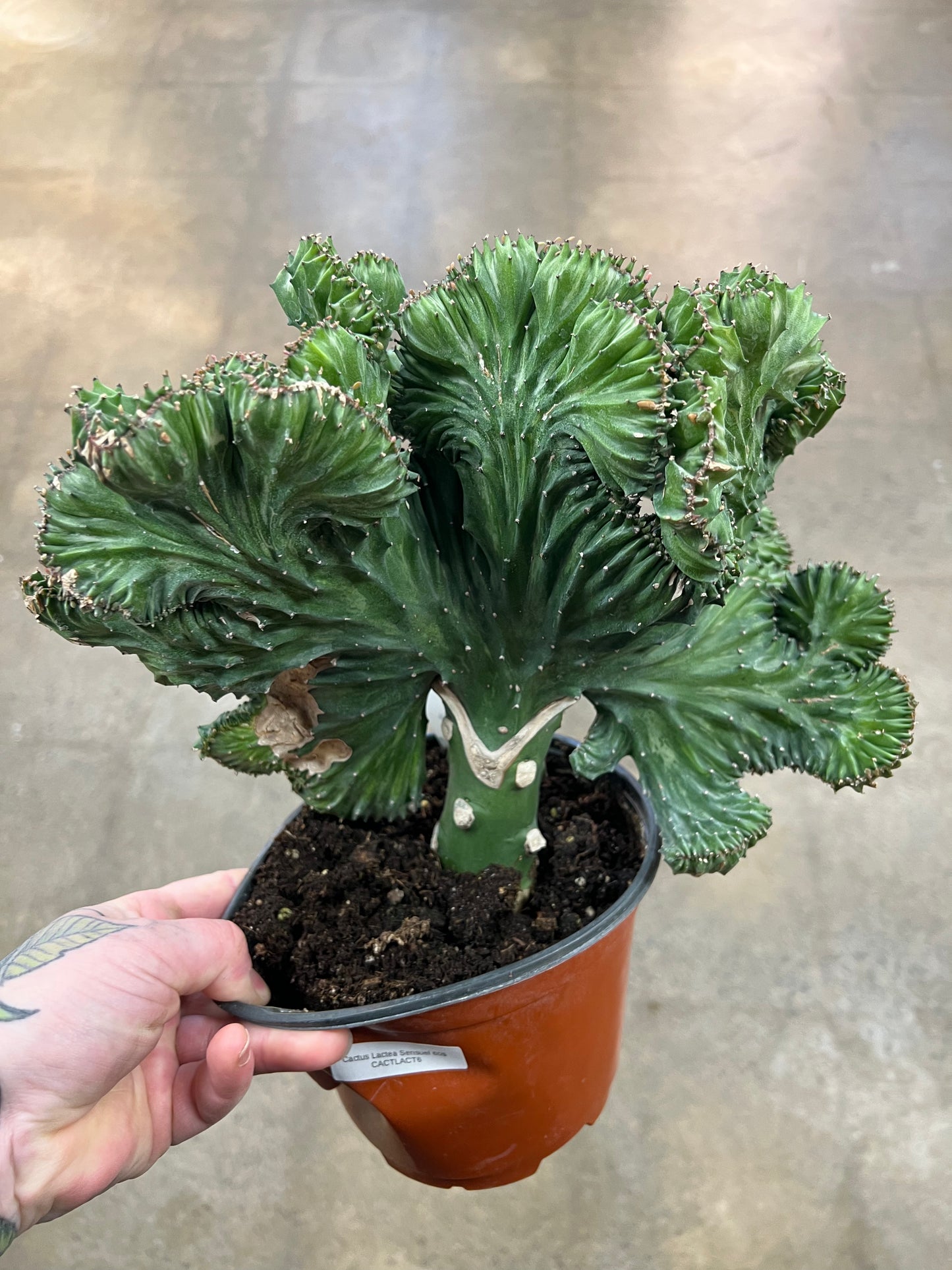 Cactus Lactea Sensuel