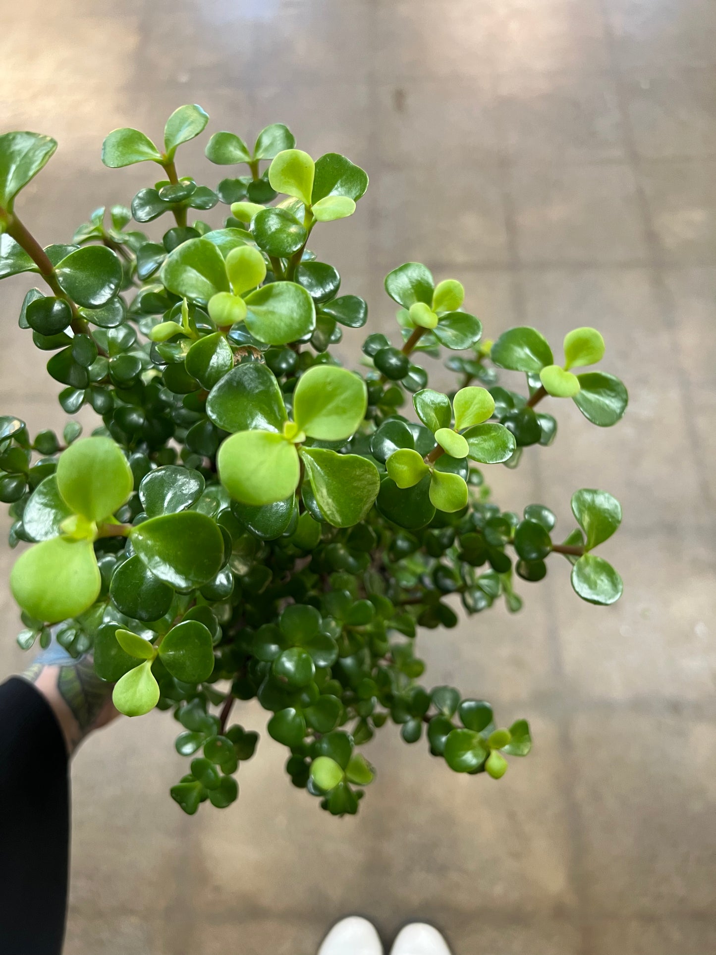 Portulacaria