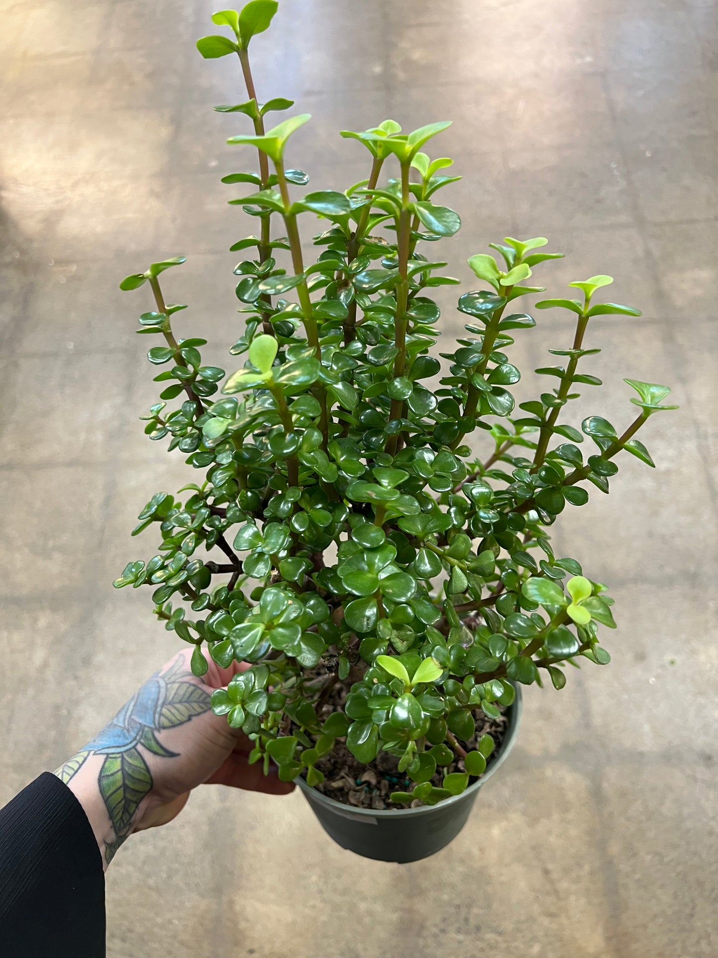 Portulacaria