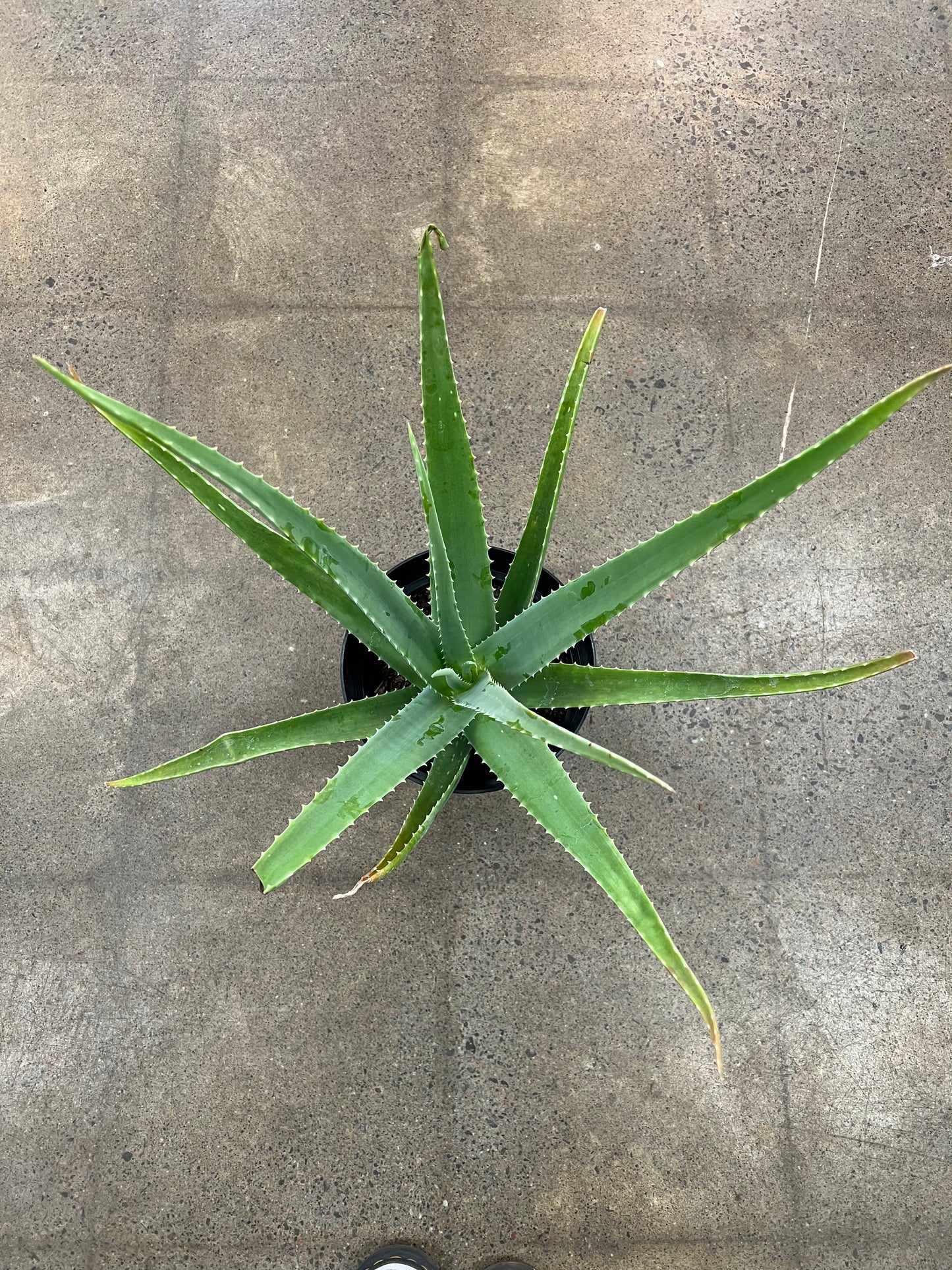 Aloe Vera