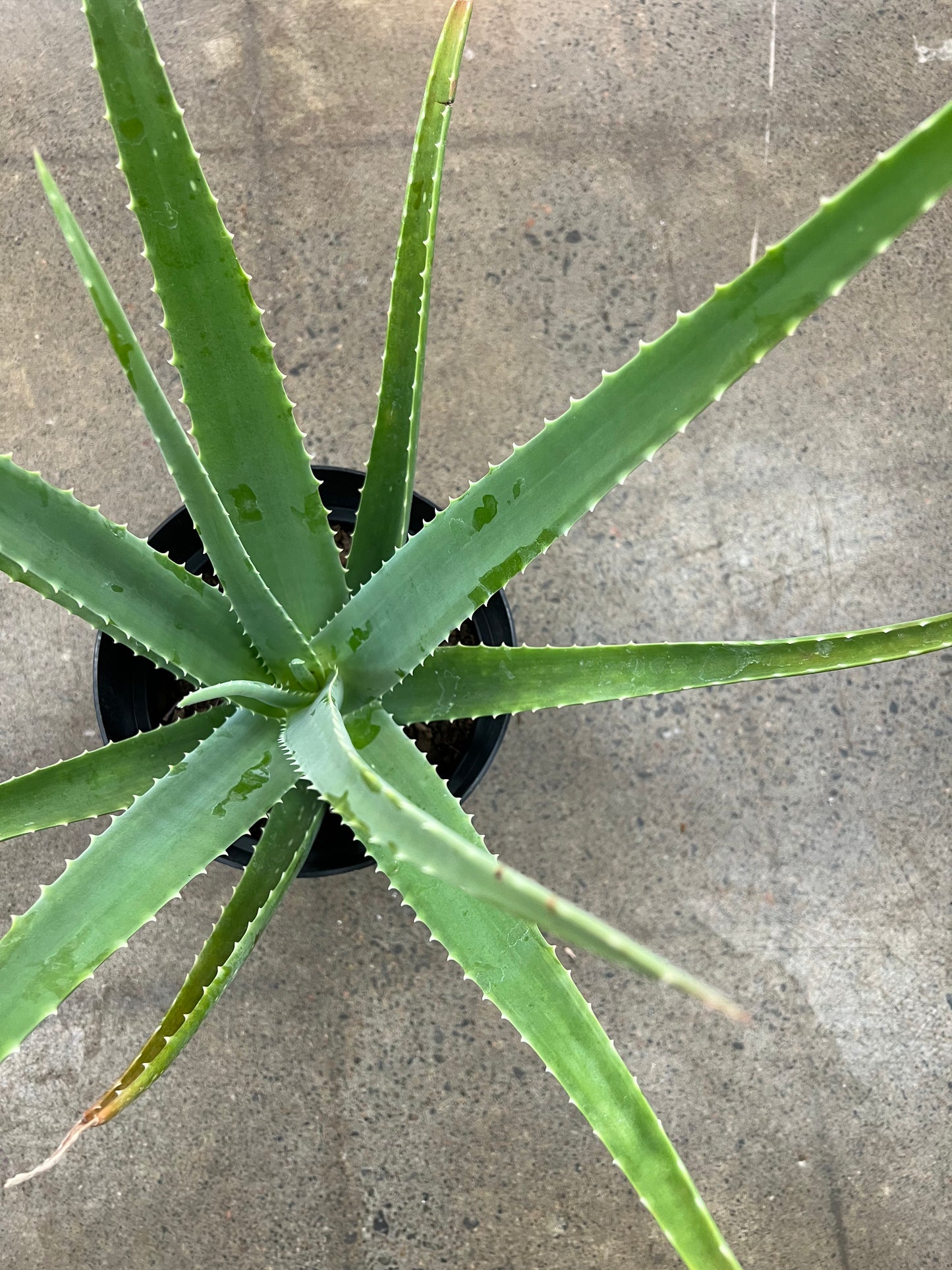 Aloe Vera