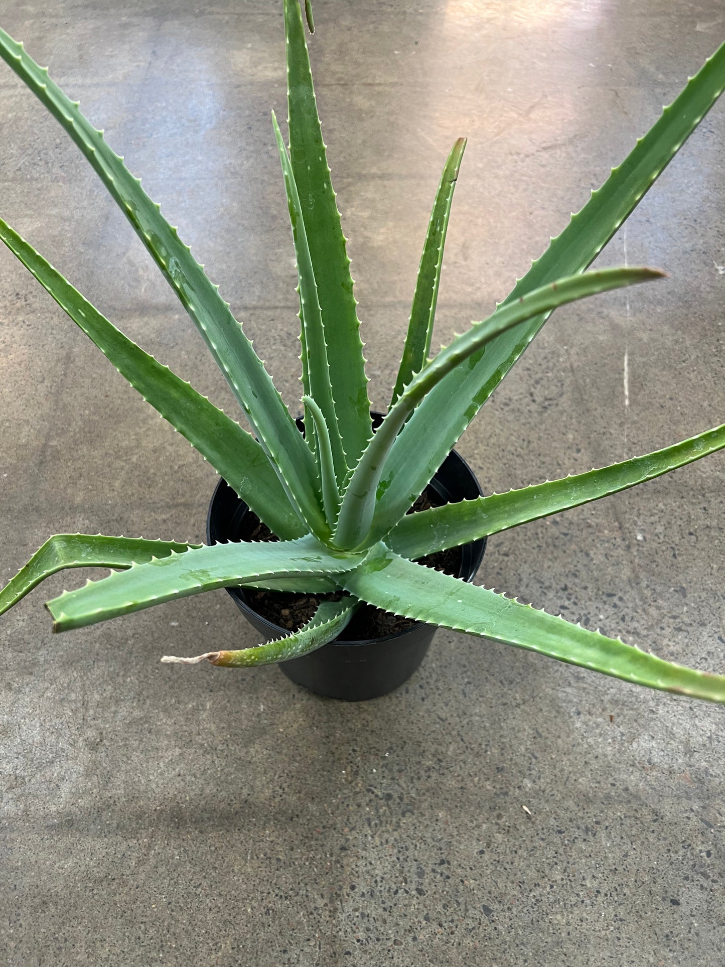 Aloe Vera