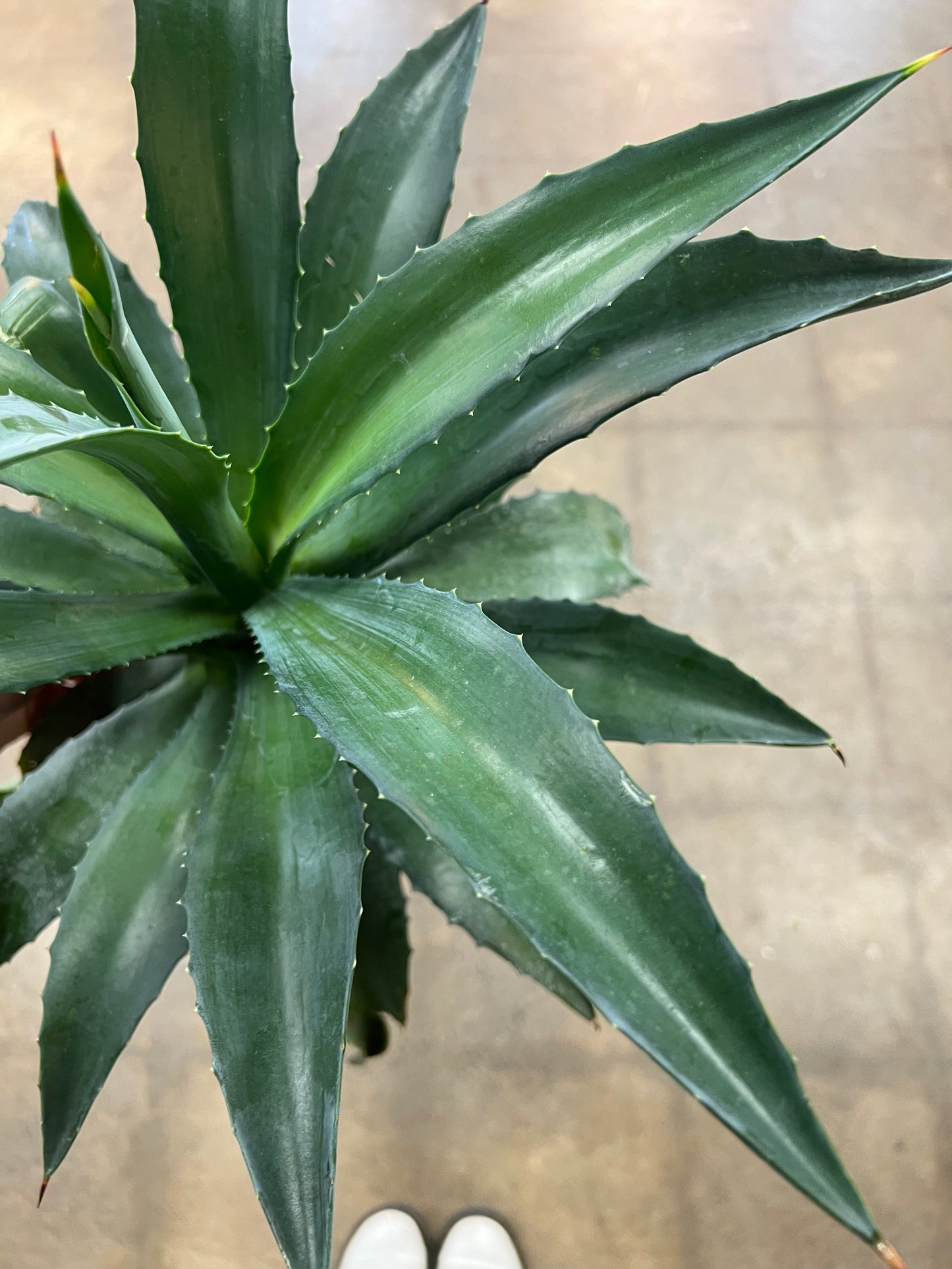 Agave