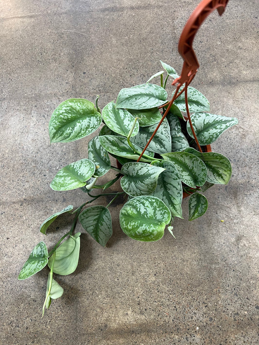 Scindapsus Silver Satin