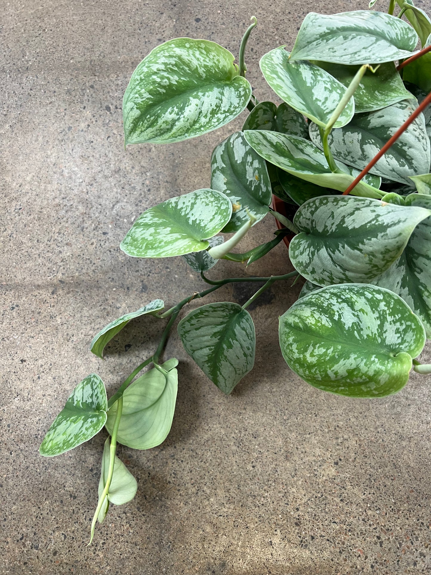 Scindapsus Silver Satin