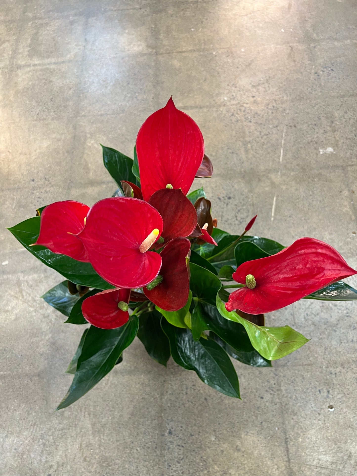 Anthurium Elegance