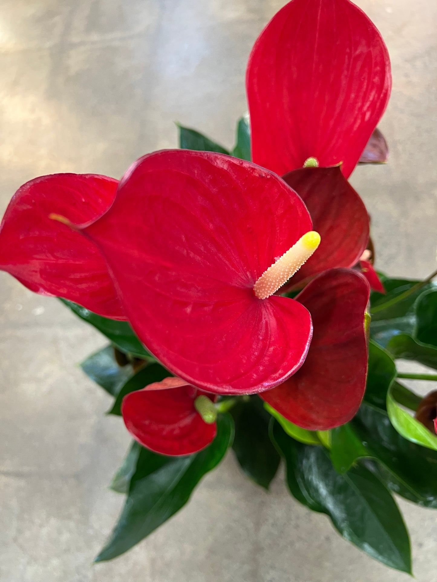 Anthurium Elegance