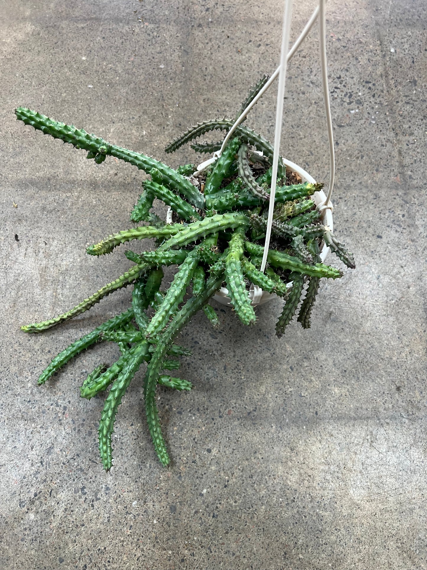 Huernia Schneideriana