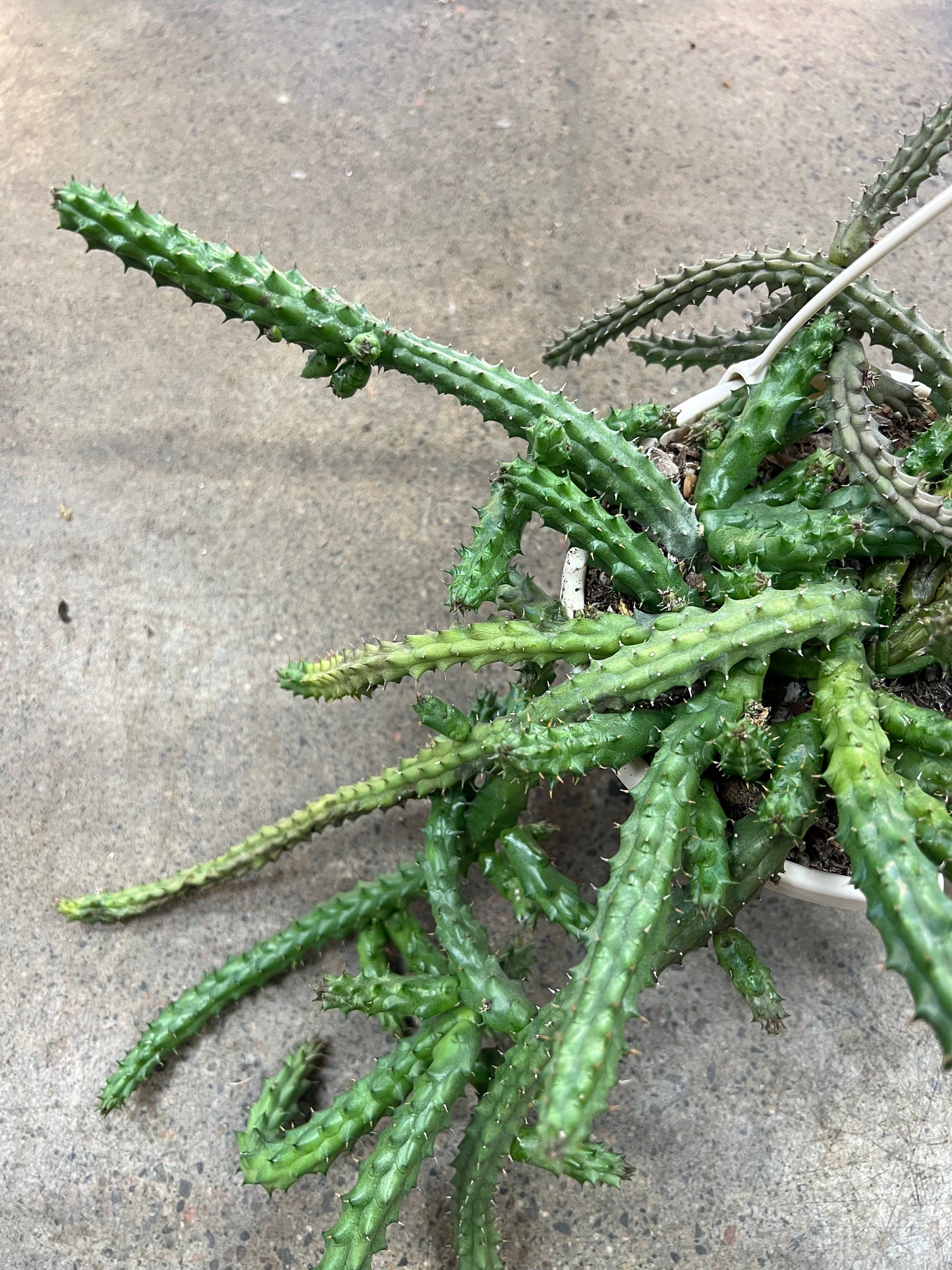 Huernia Schneideriana