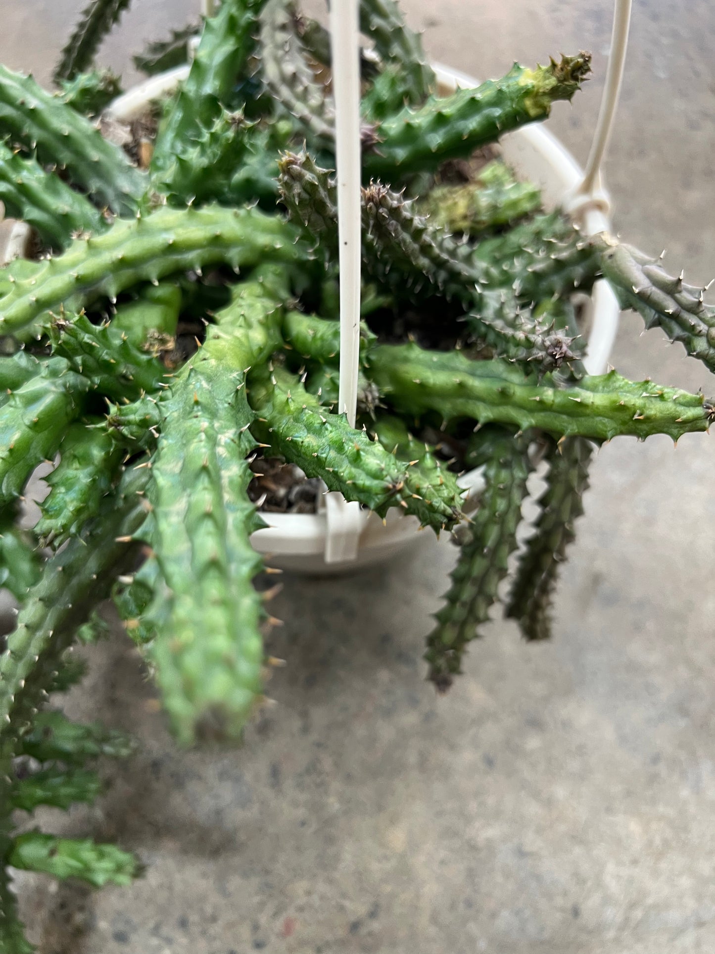 Huernia Schneideriana