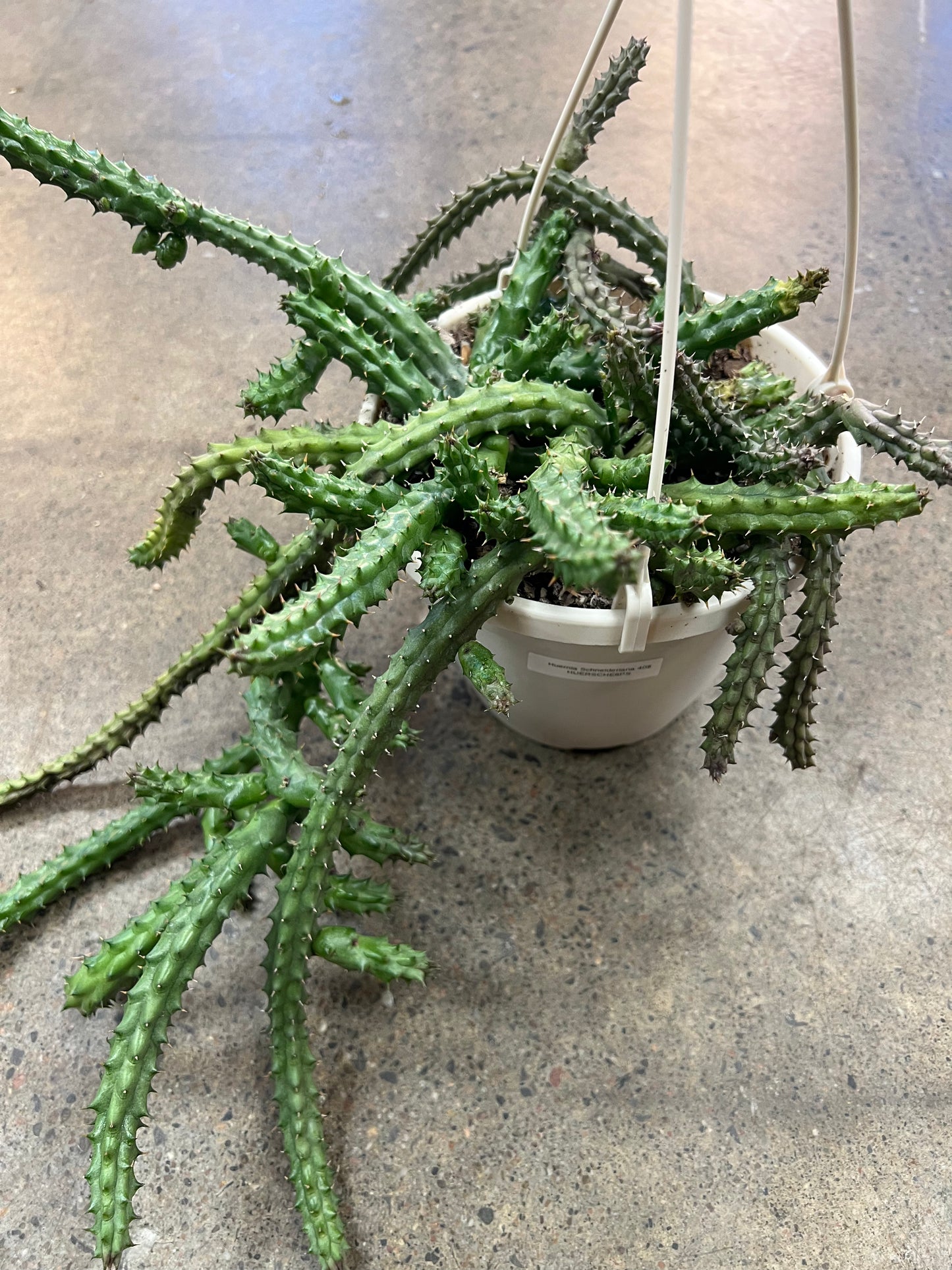 Huernia Schneideriana