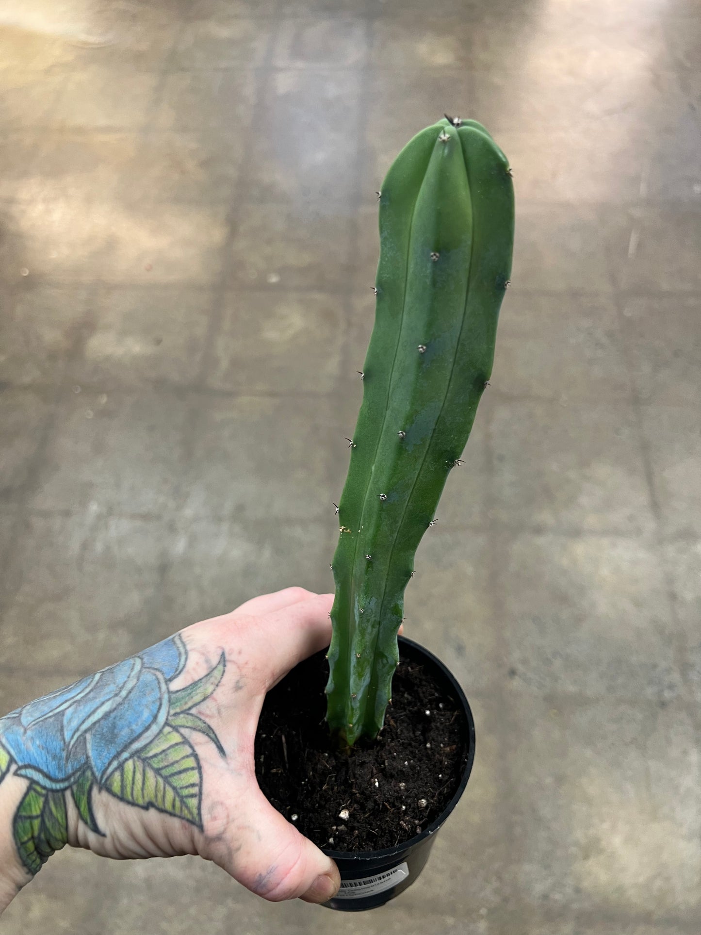 Myrtillocactus Geometrizans